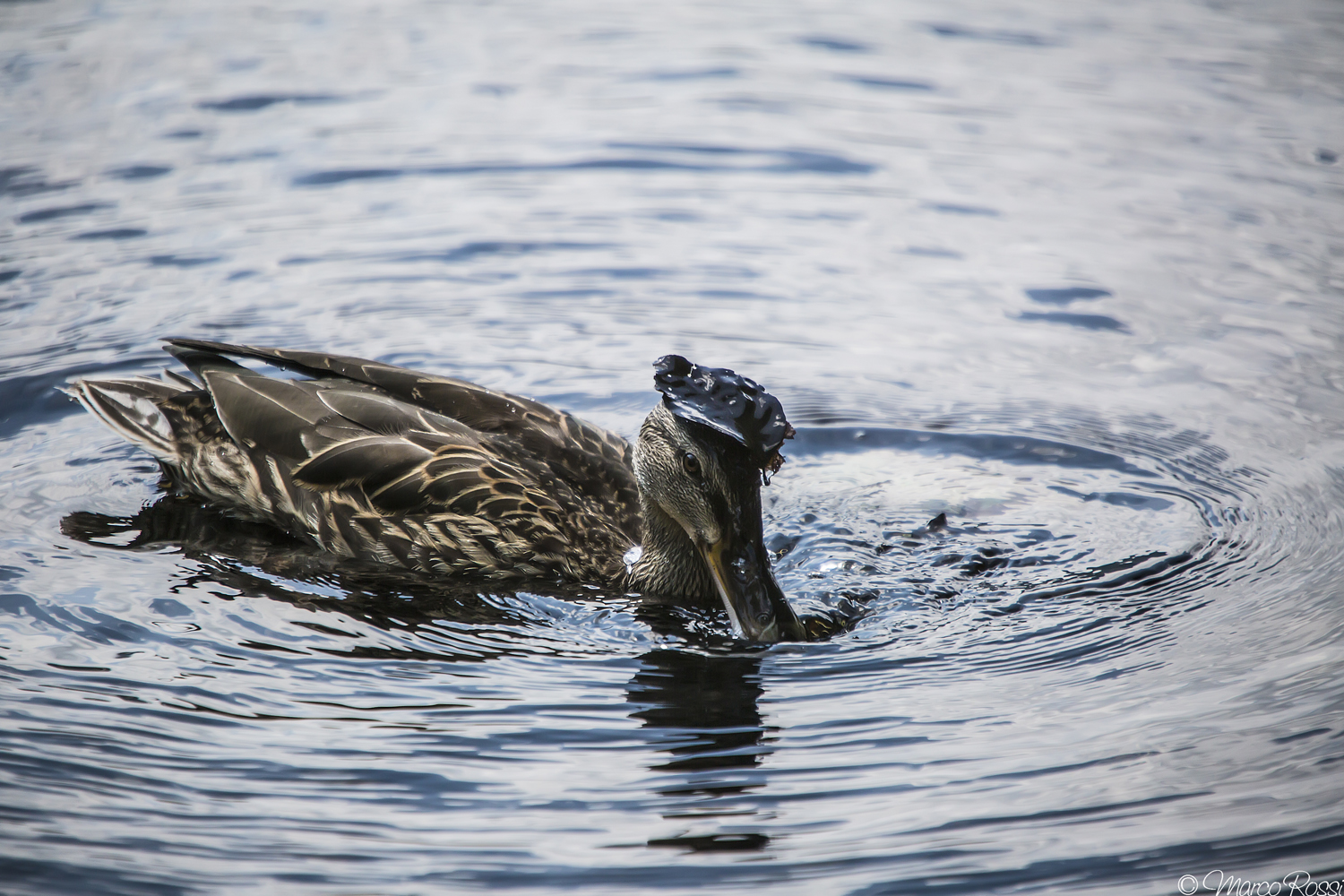 Oggi ho il cappello nuovo :)