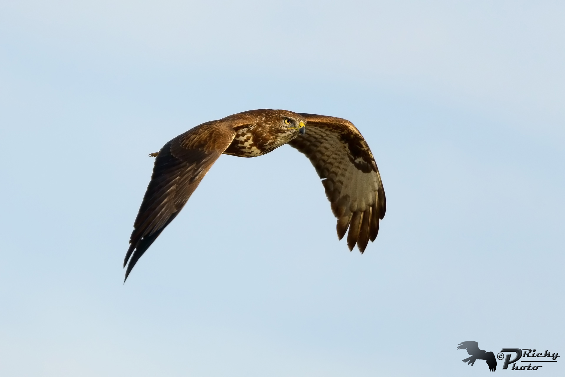 Buzzard