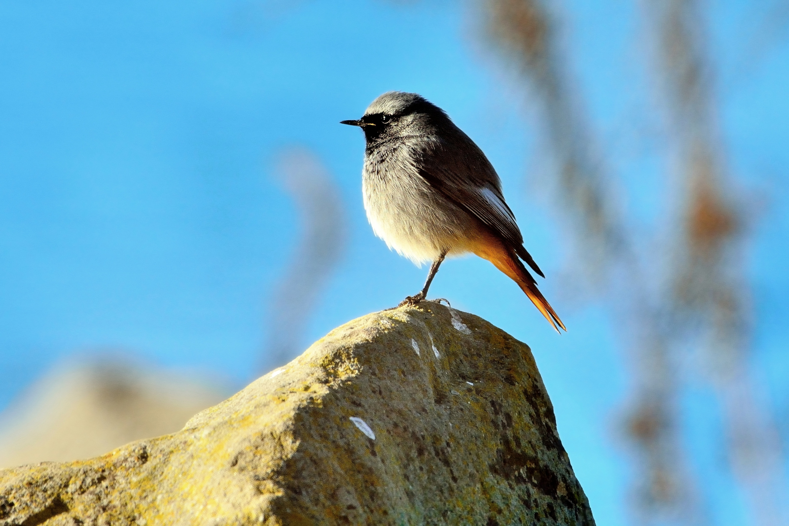 Codirosso spazzacamino