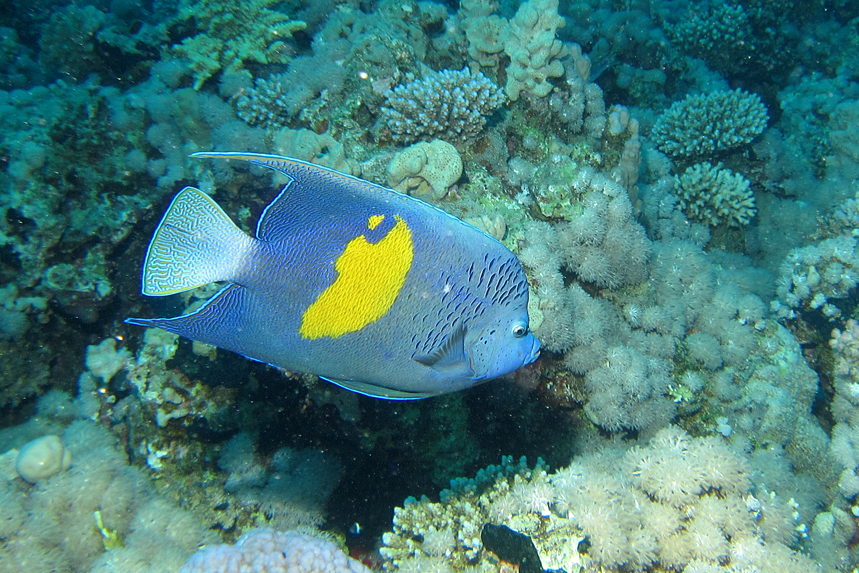Fish Spotted Butterfly -Sharm