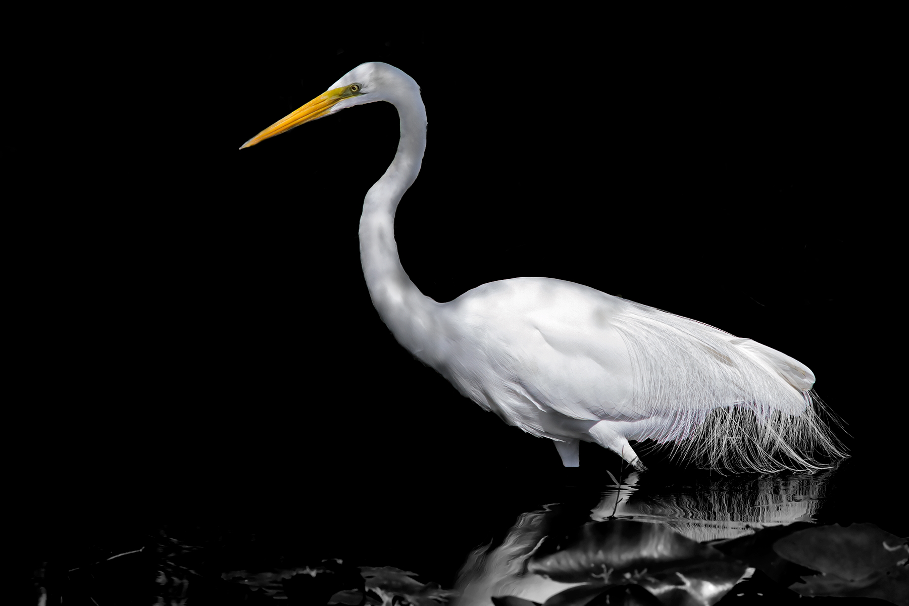 Great egret in shadow