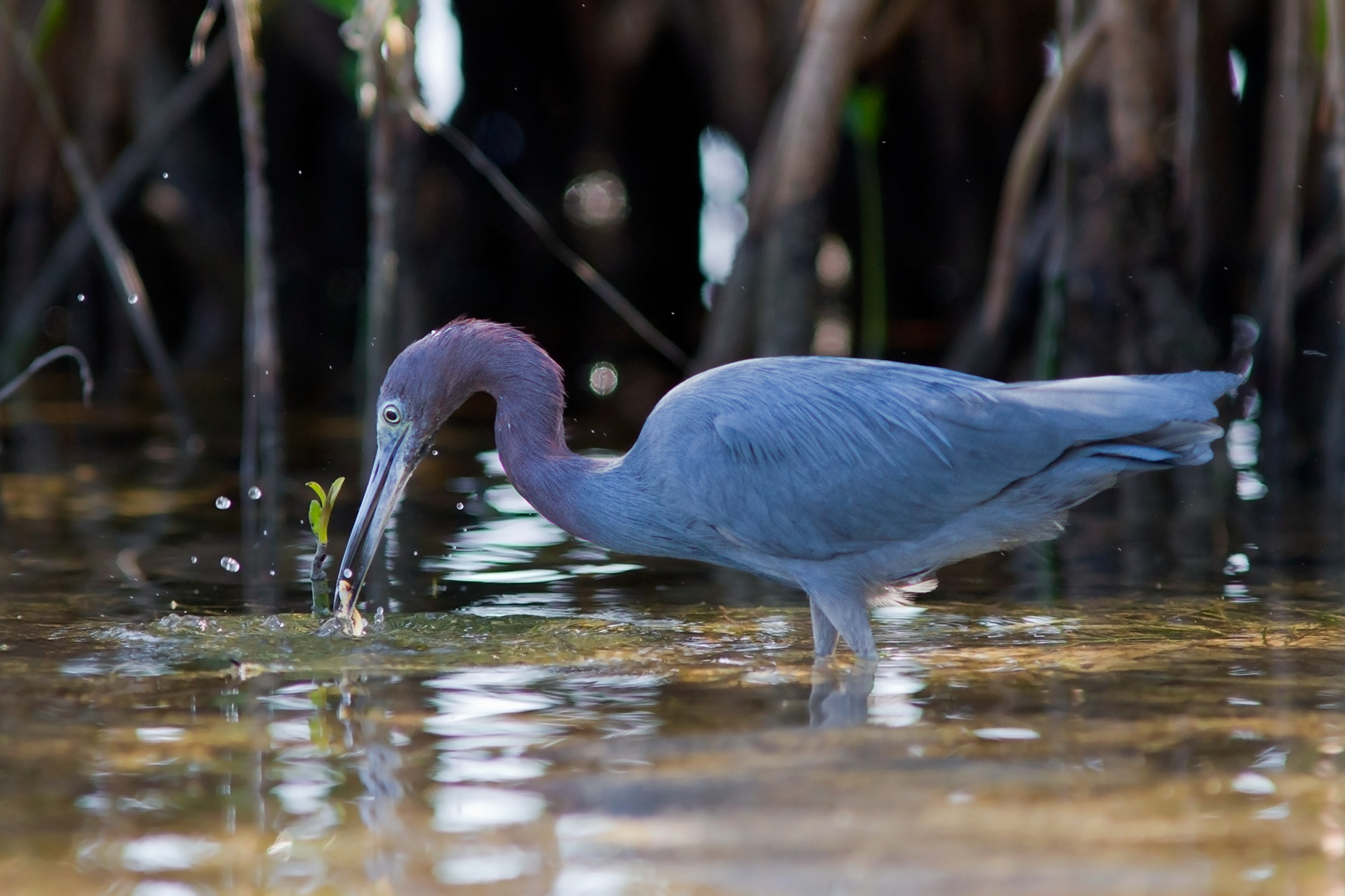 Little blue heron
