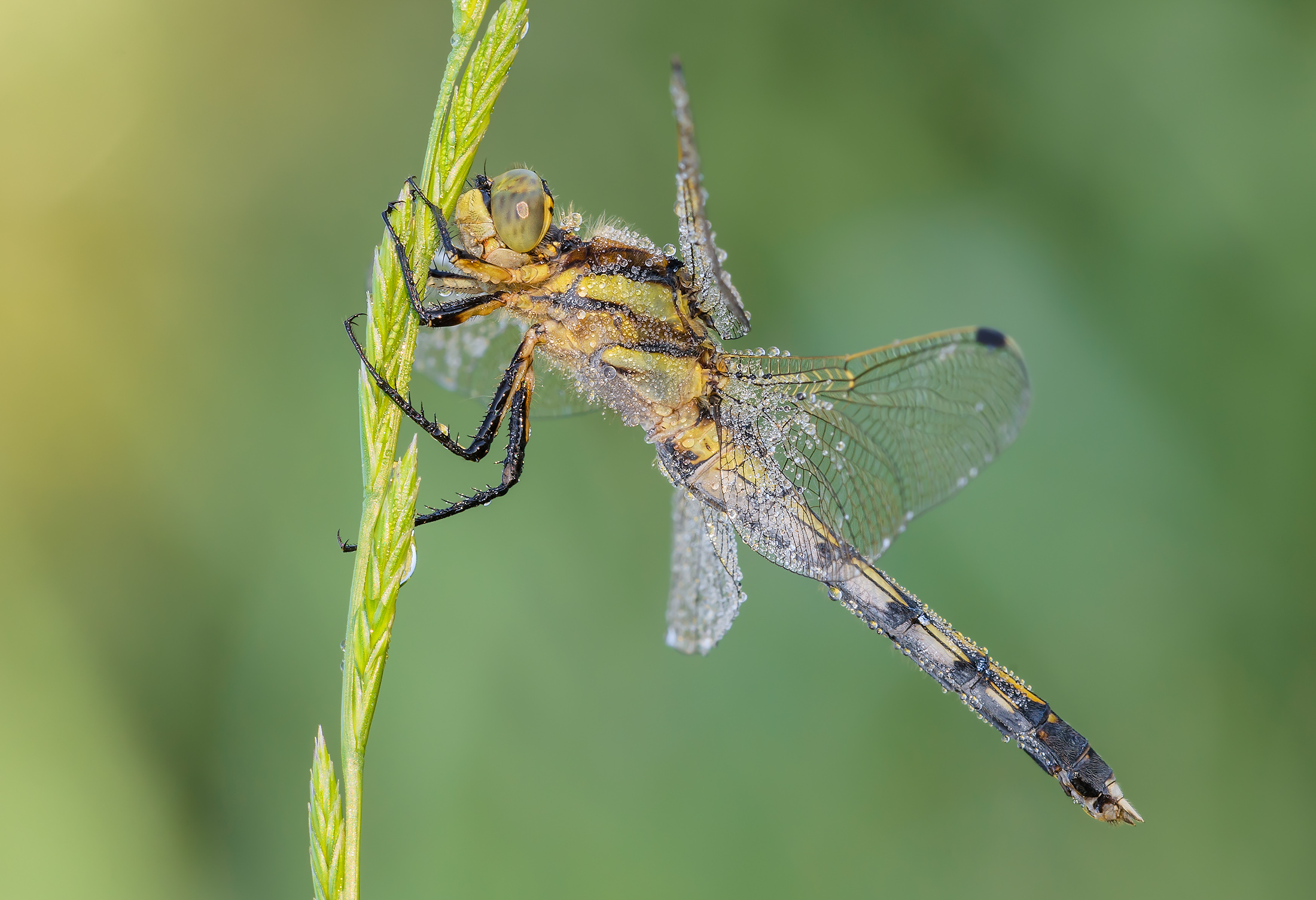 Orthetrum albistylum