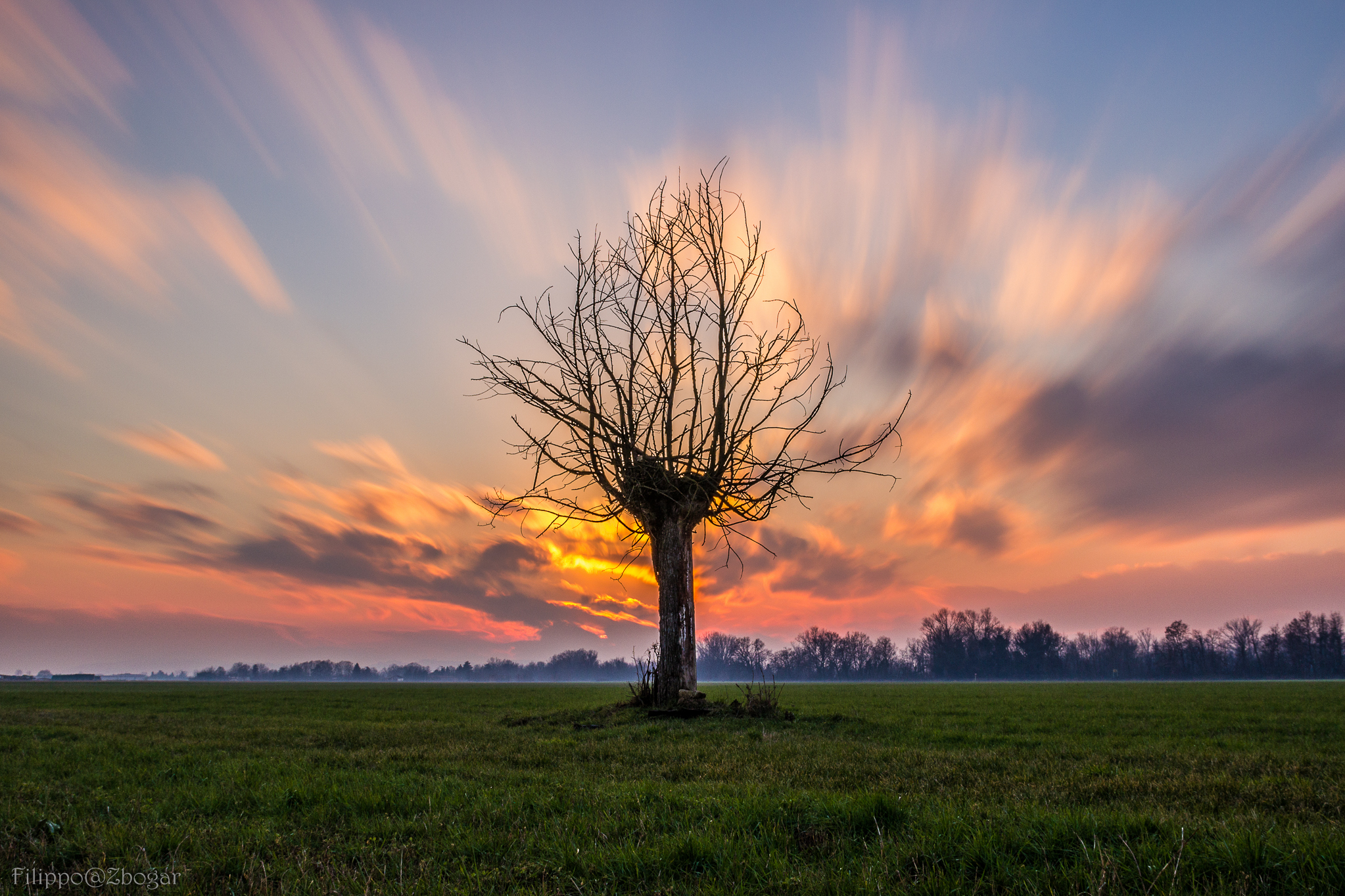 The Lonely Tree