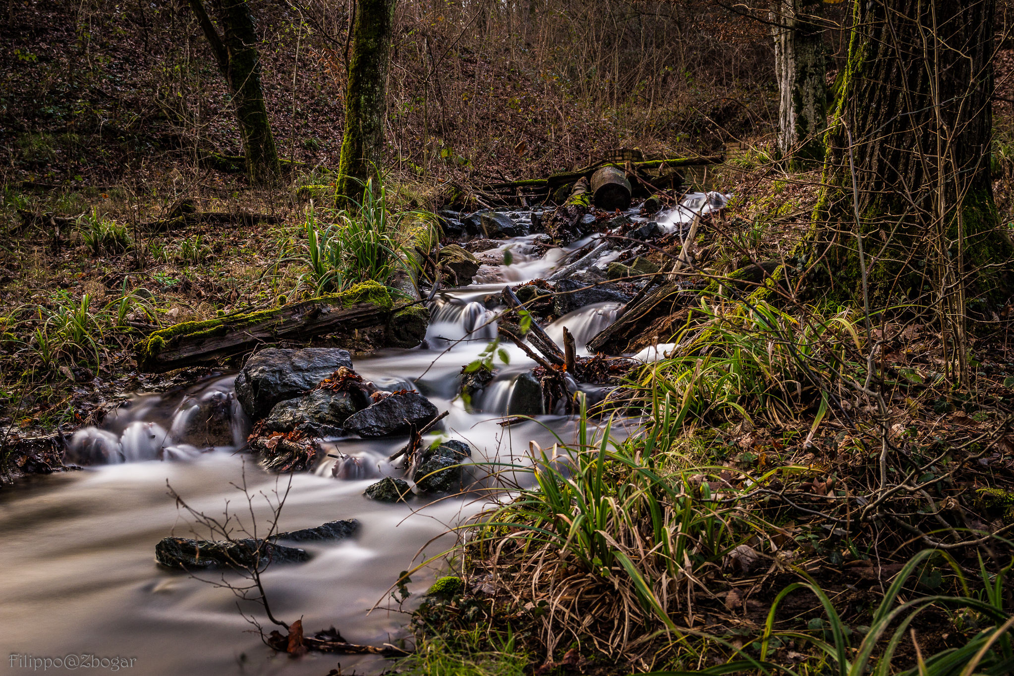 Il Ruscello dei Boschi di Carrega