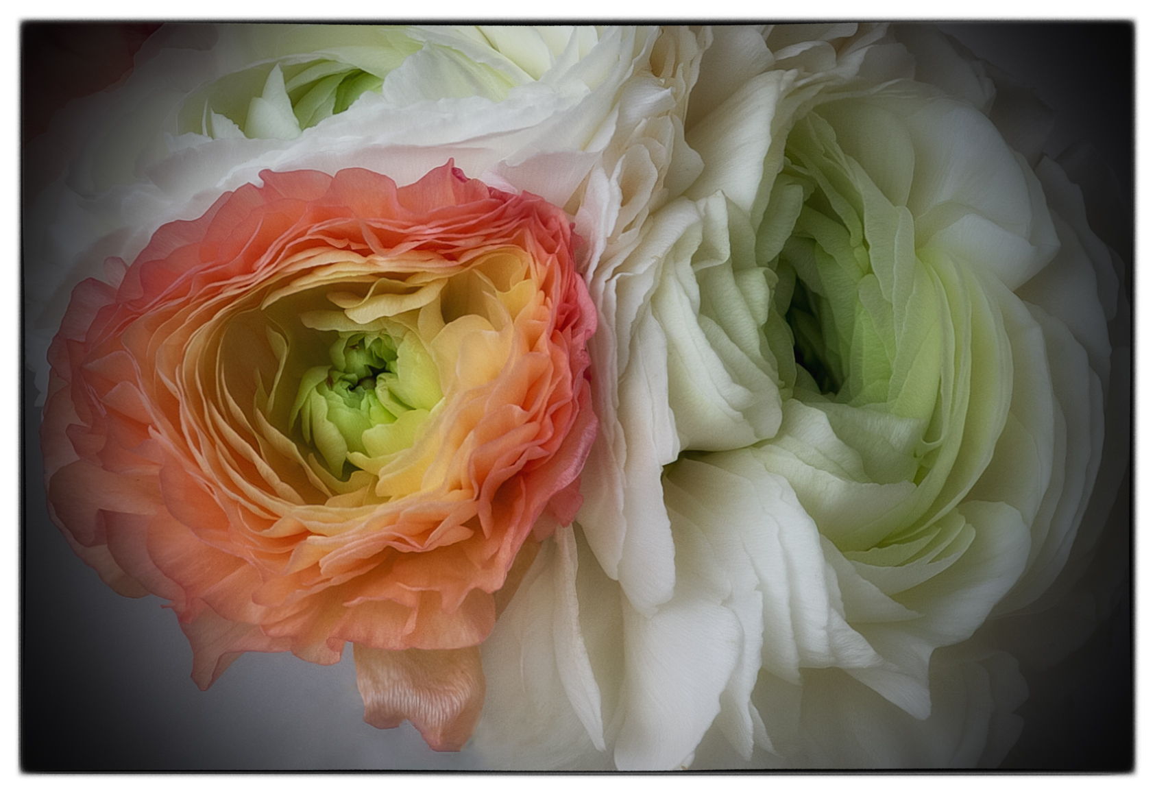 Ranuncolo...... il fiore più bello che c'è...