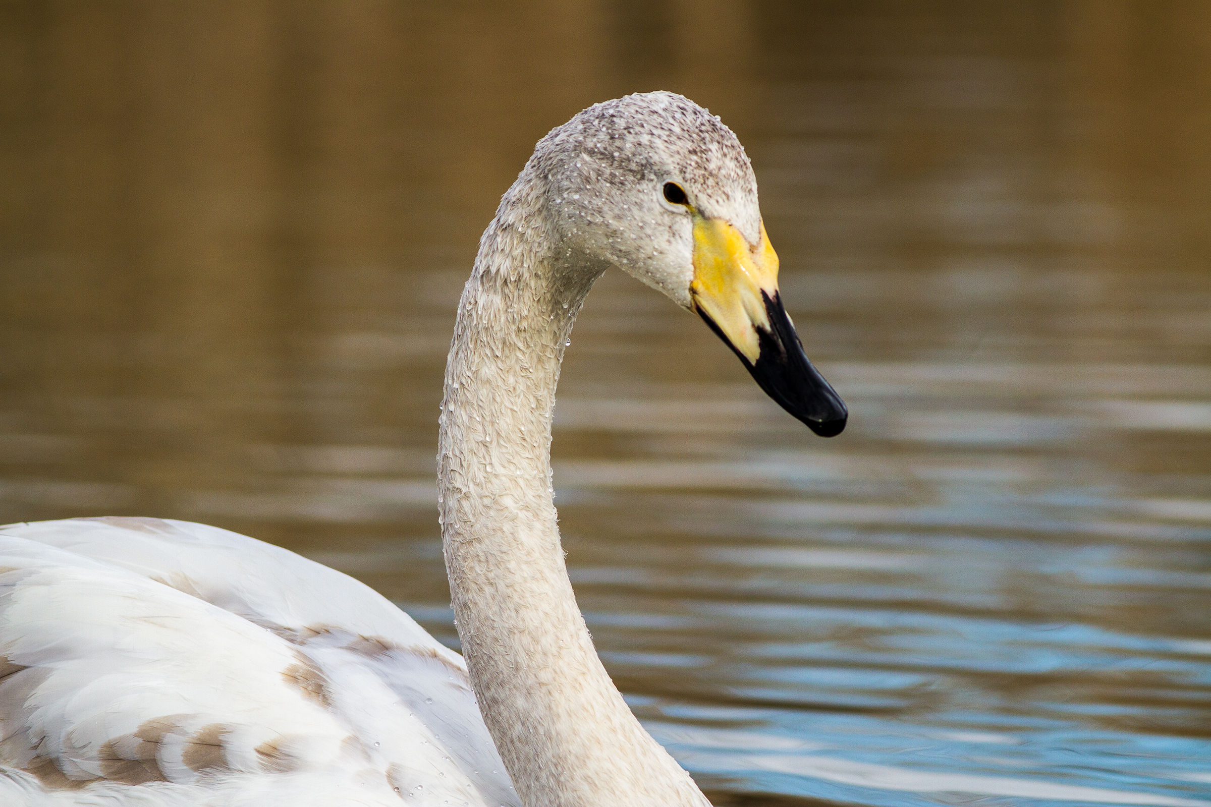 Portrait of young wild swan