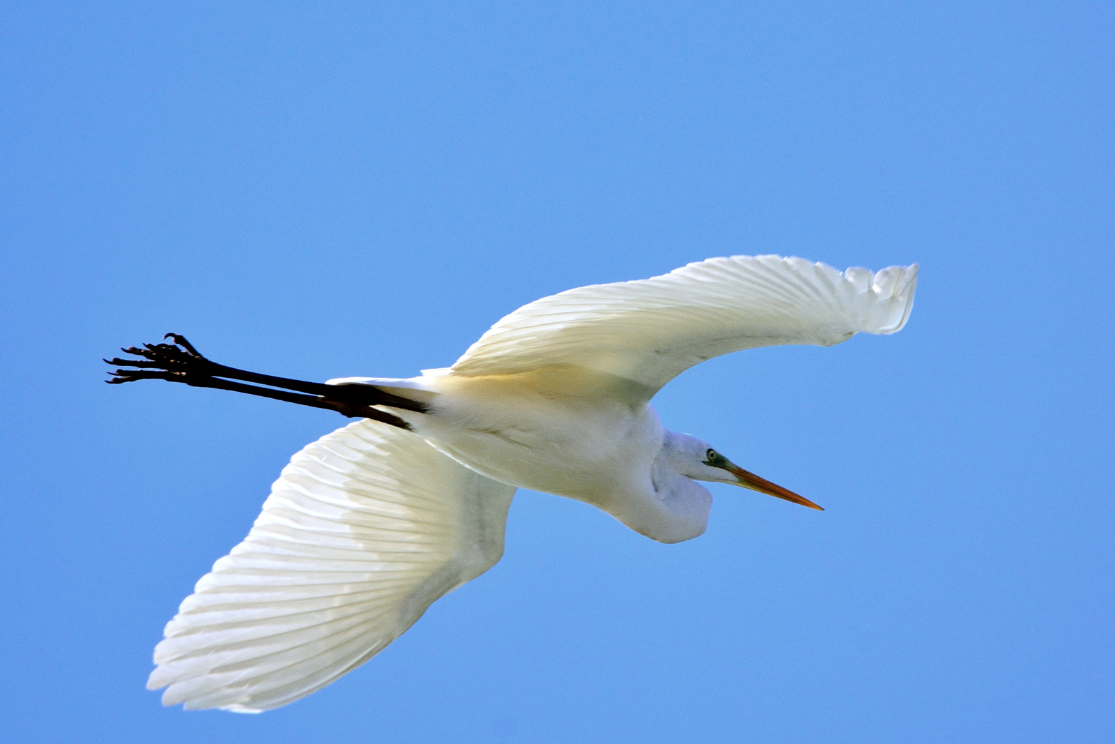 Great Egret