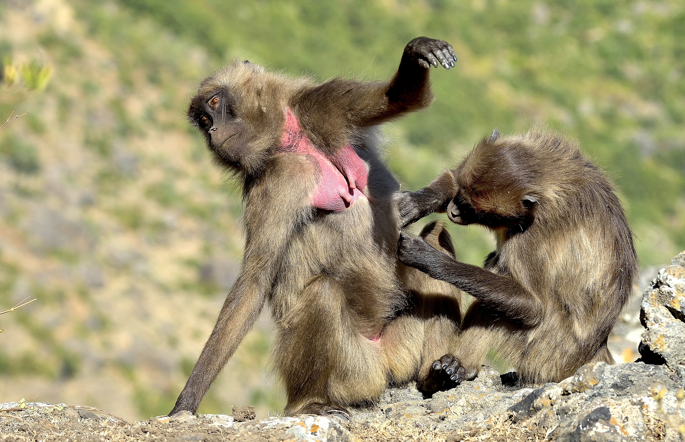 Etiopia 2015 - Gelada baboons