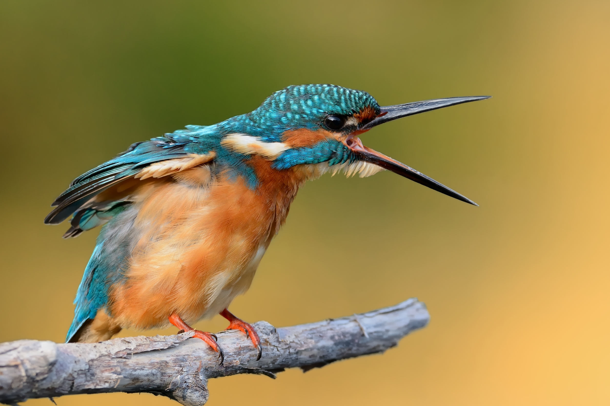 Kingfisher.