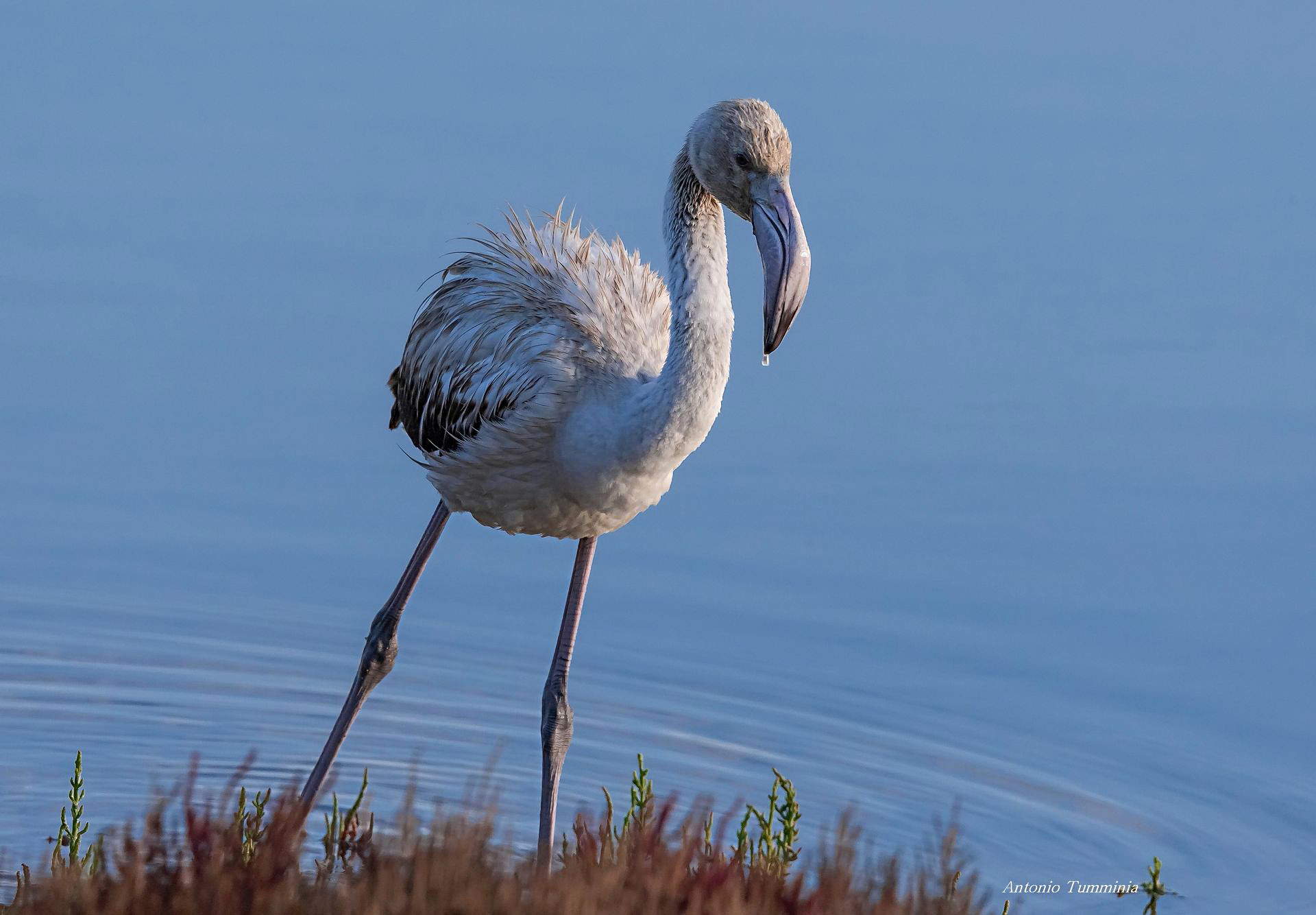 Pullo of Pink Flamingo