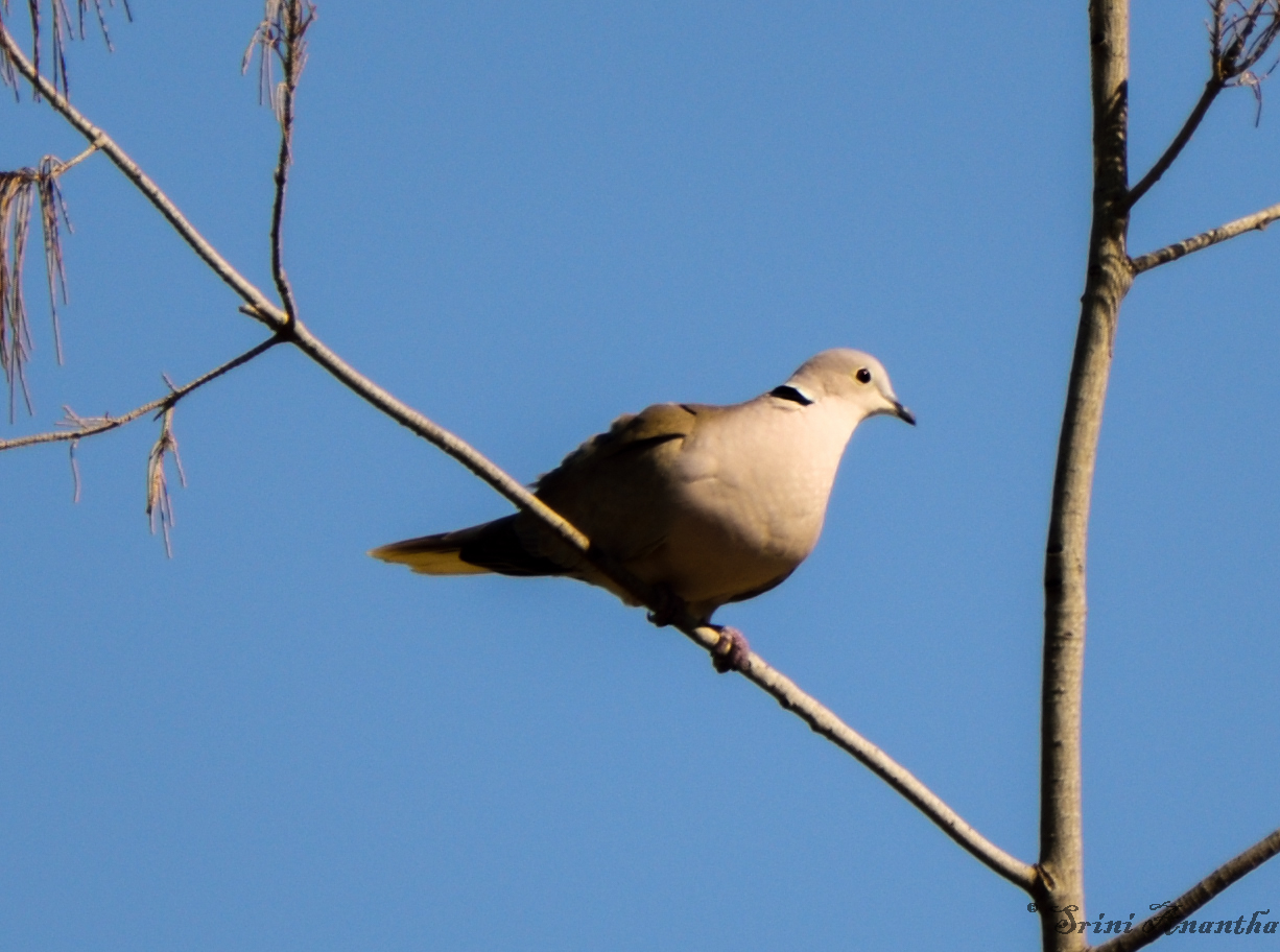 @ Al Wathba wetland, Abu dhabi