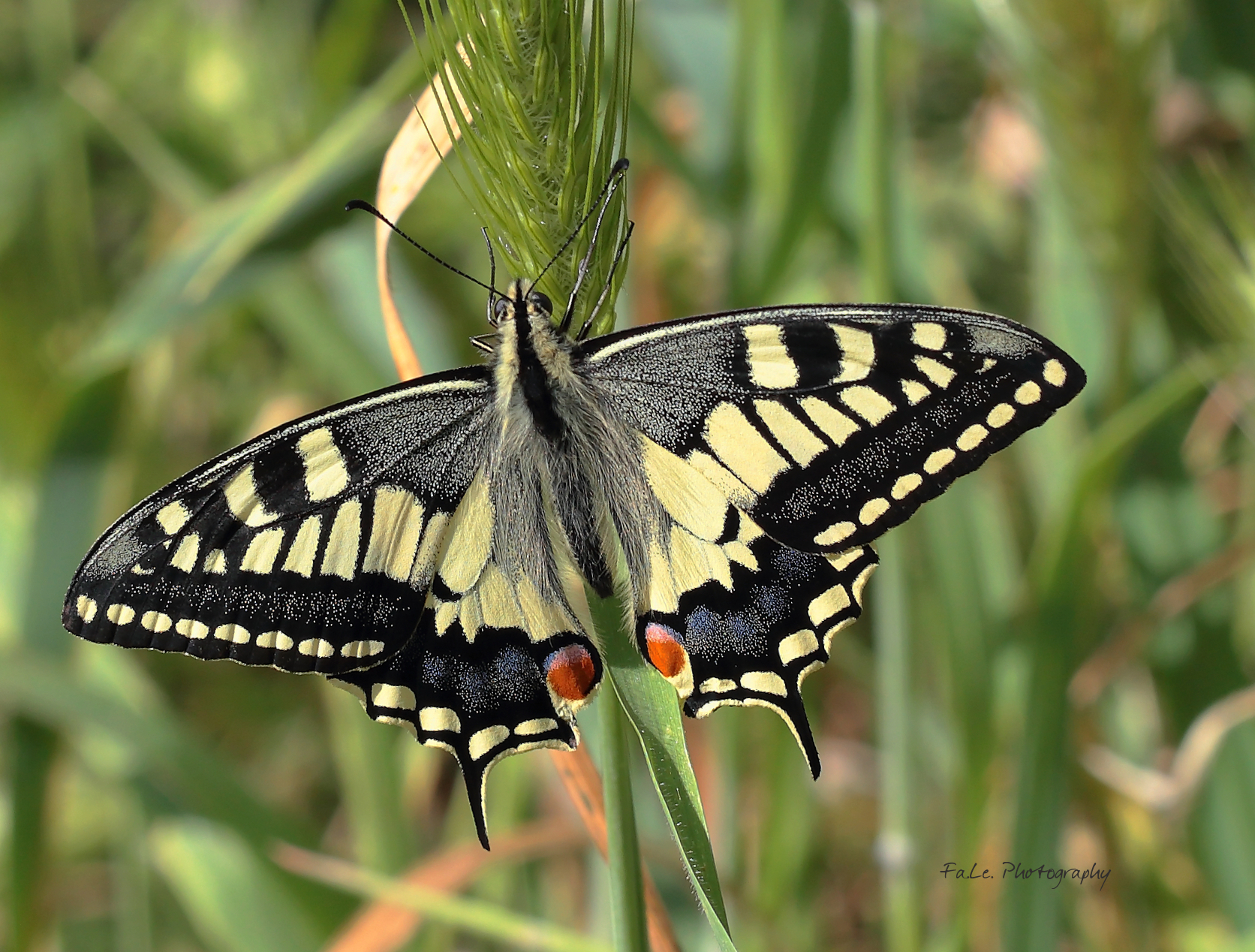 Papilio machaon