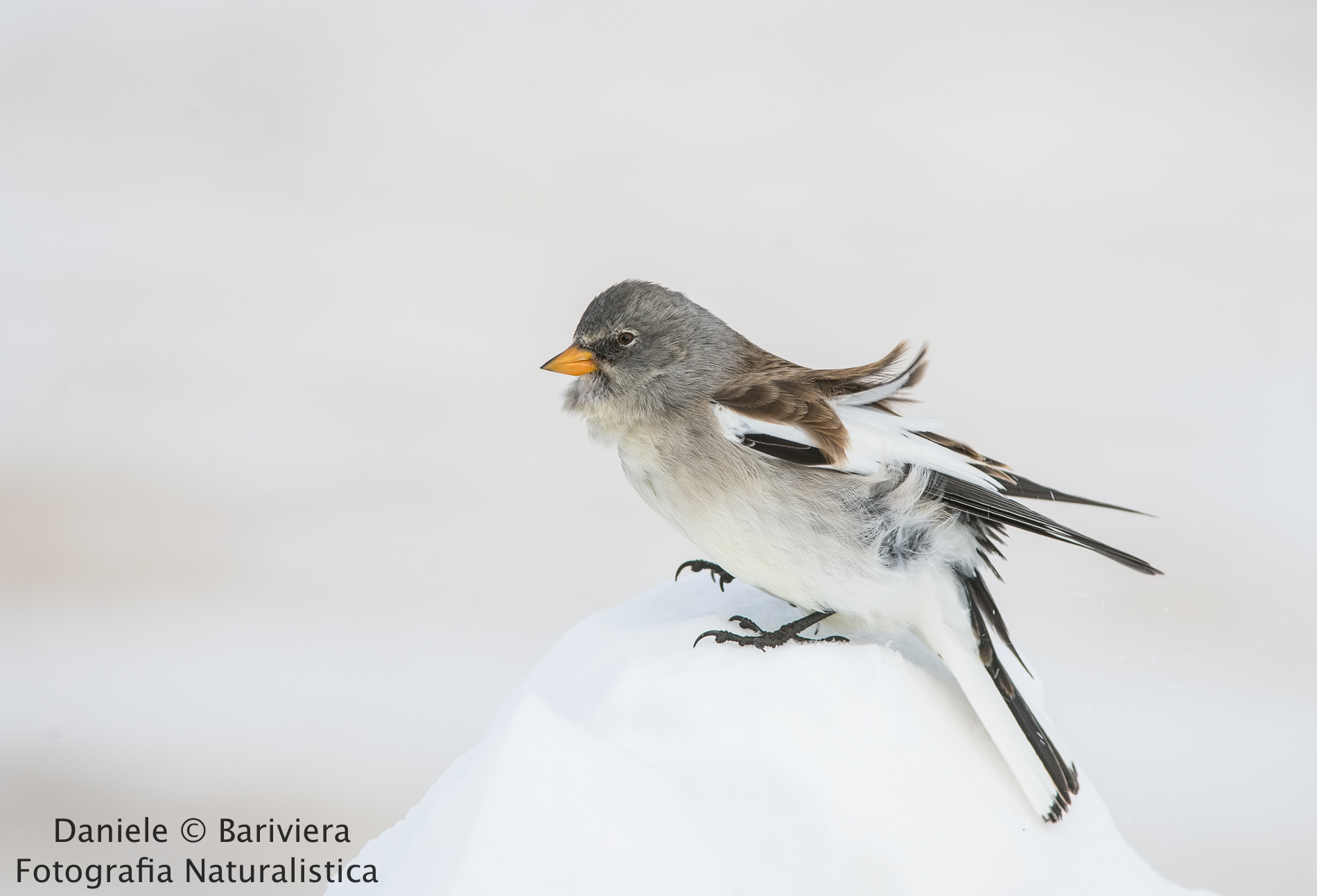Fringuello alpino al vento.