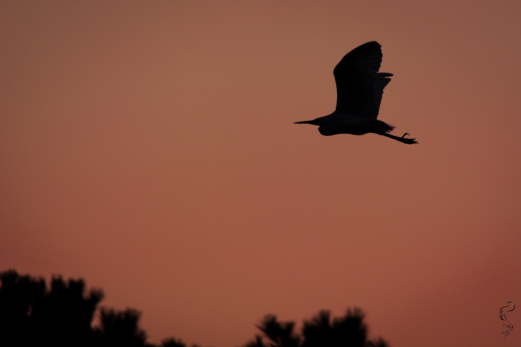 Garzetta al Tramonto