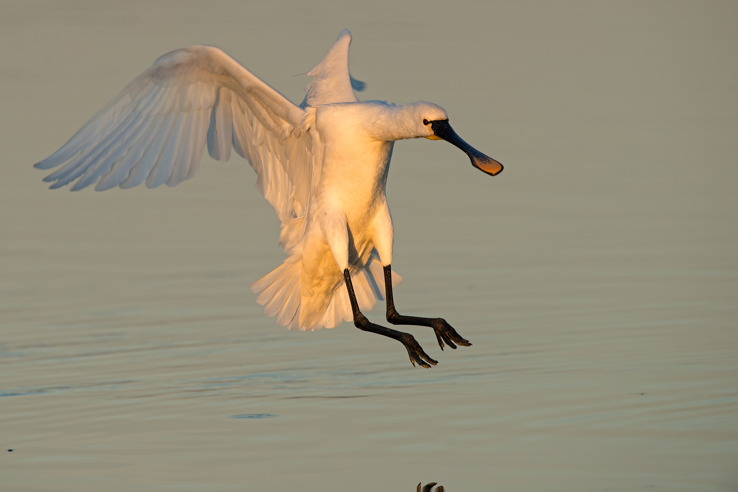 spatola in ammaraggio