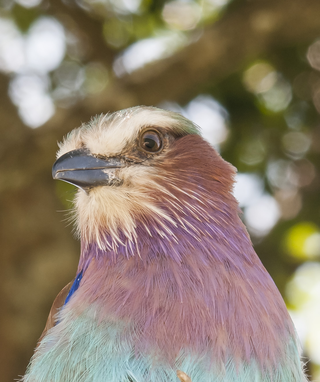 ghiandaia marina petto lilla