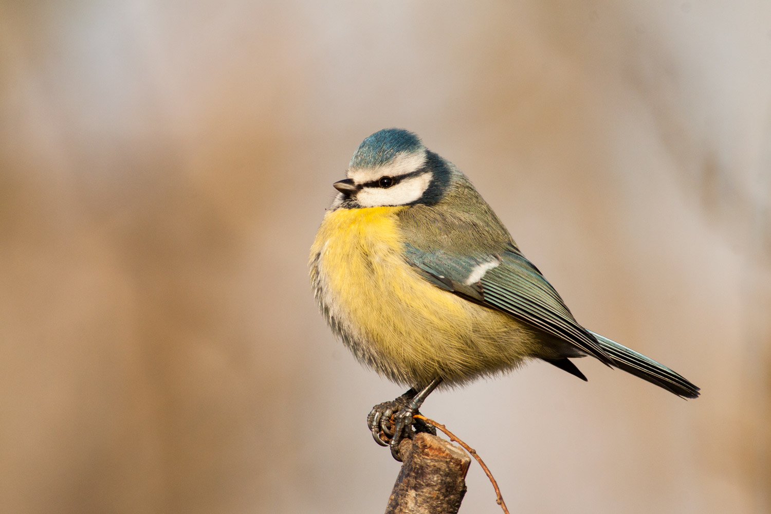 Cinciarella (Cyanistes caeruleus)