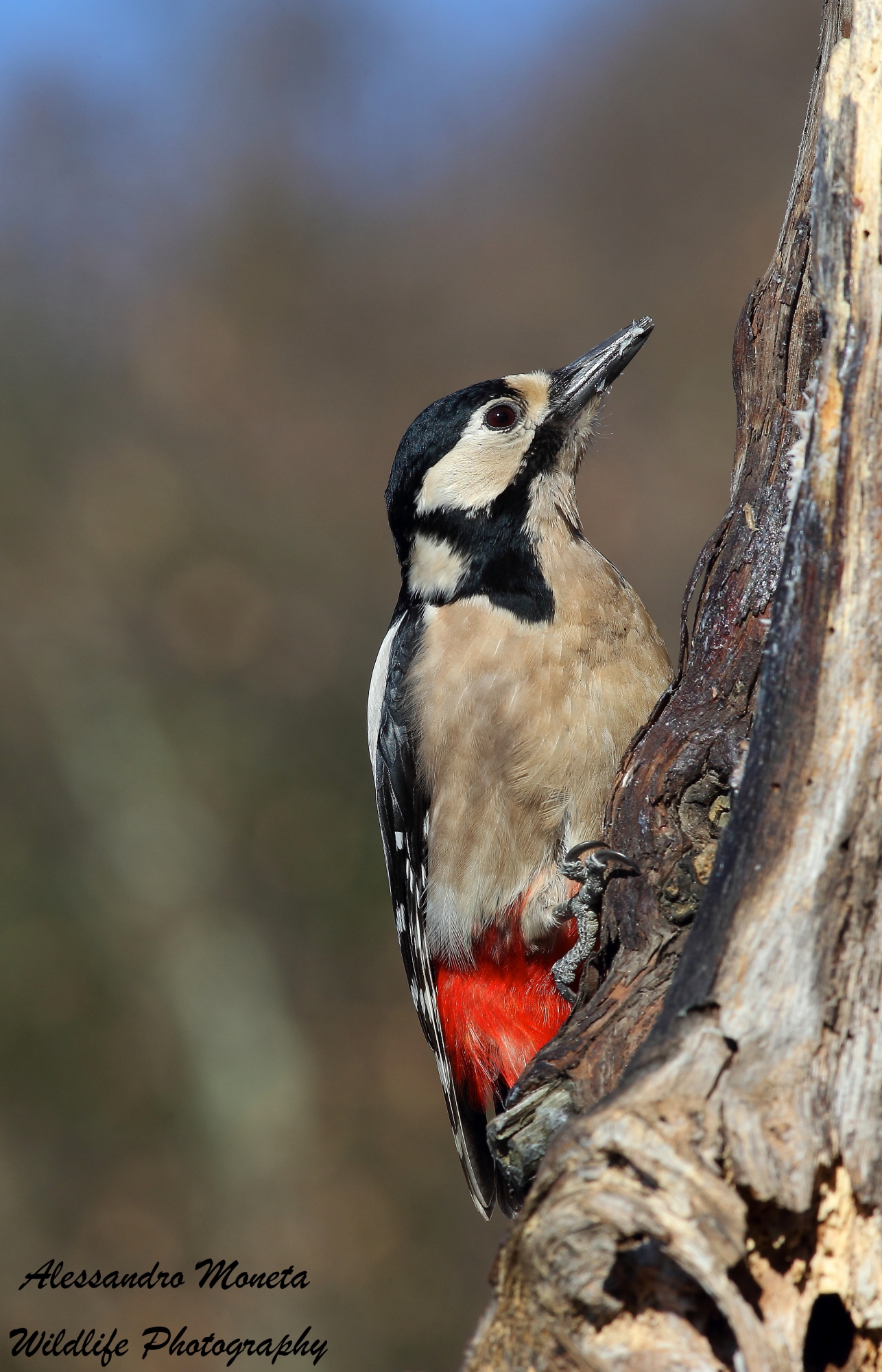 Picchio Rosso Maggiore femmina
