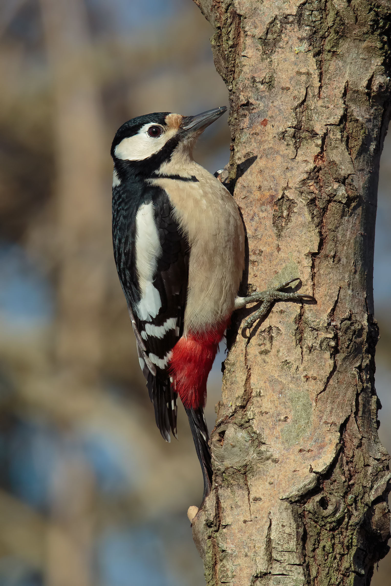 Spotted Woodpecker