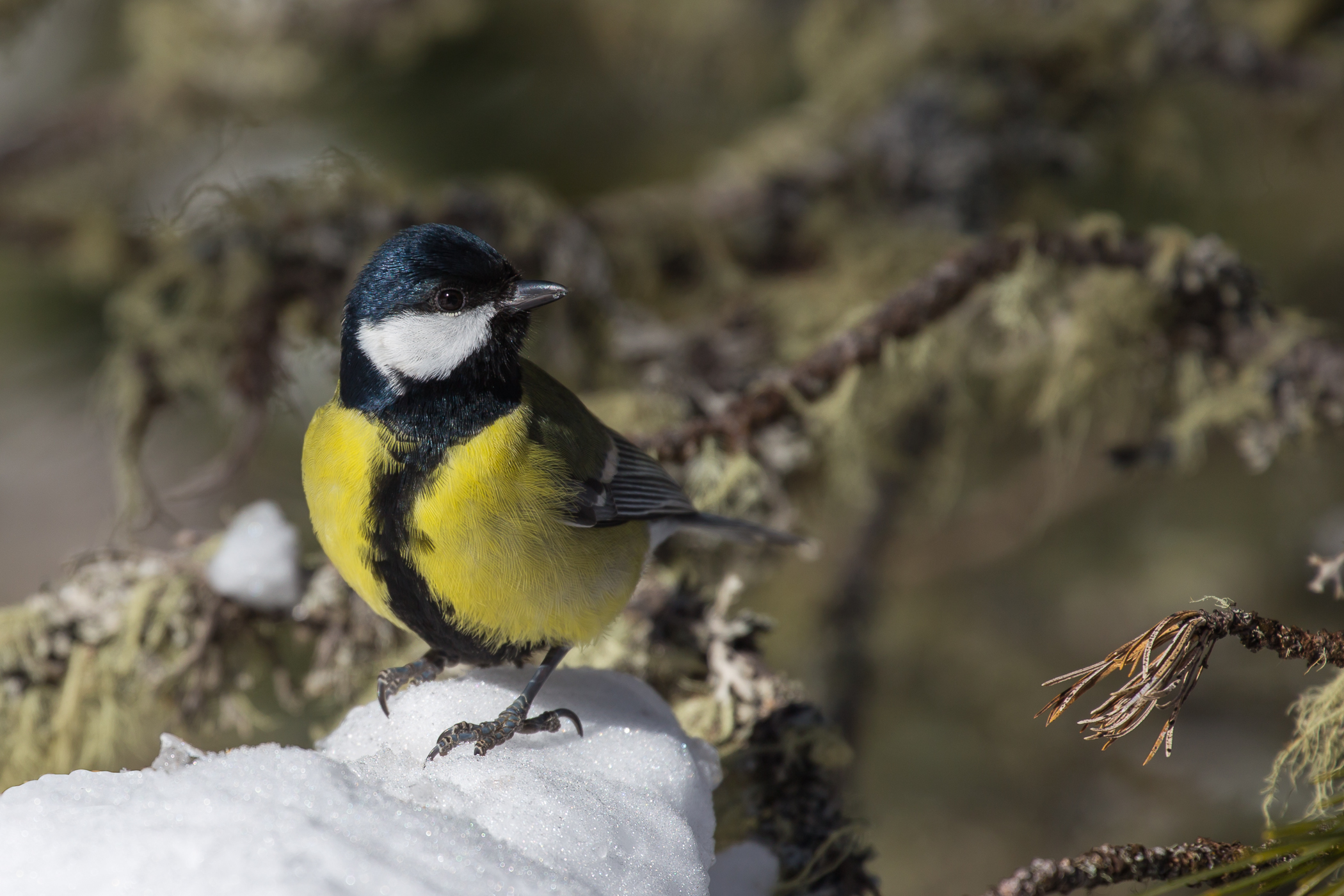 Great Tit