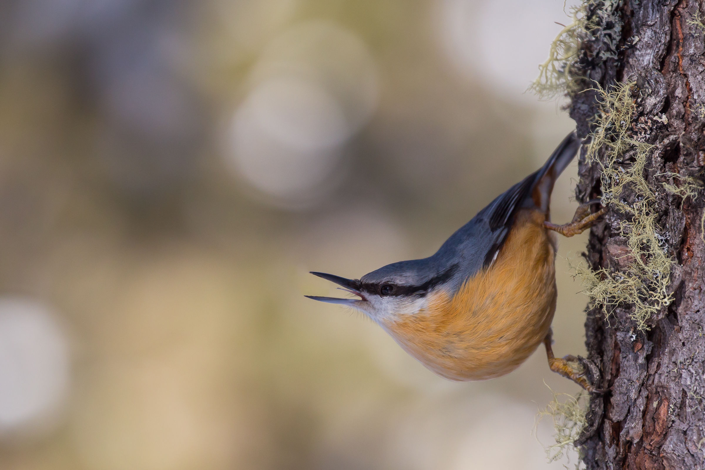 Nuthatch