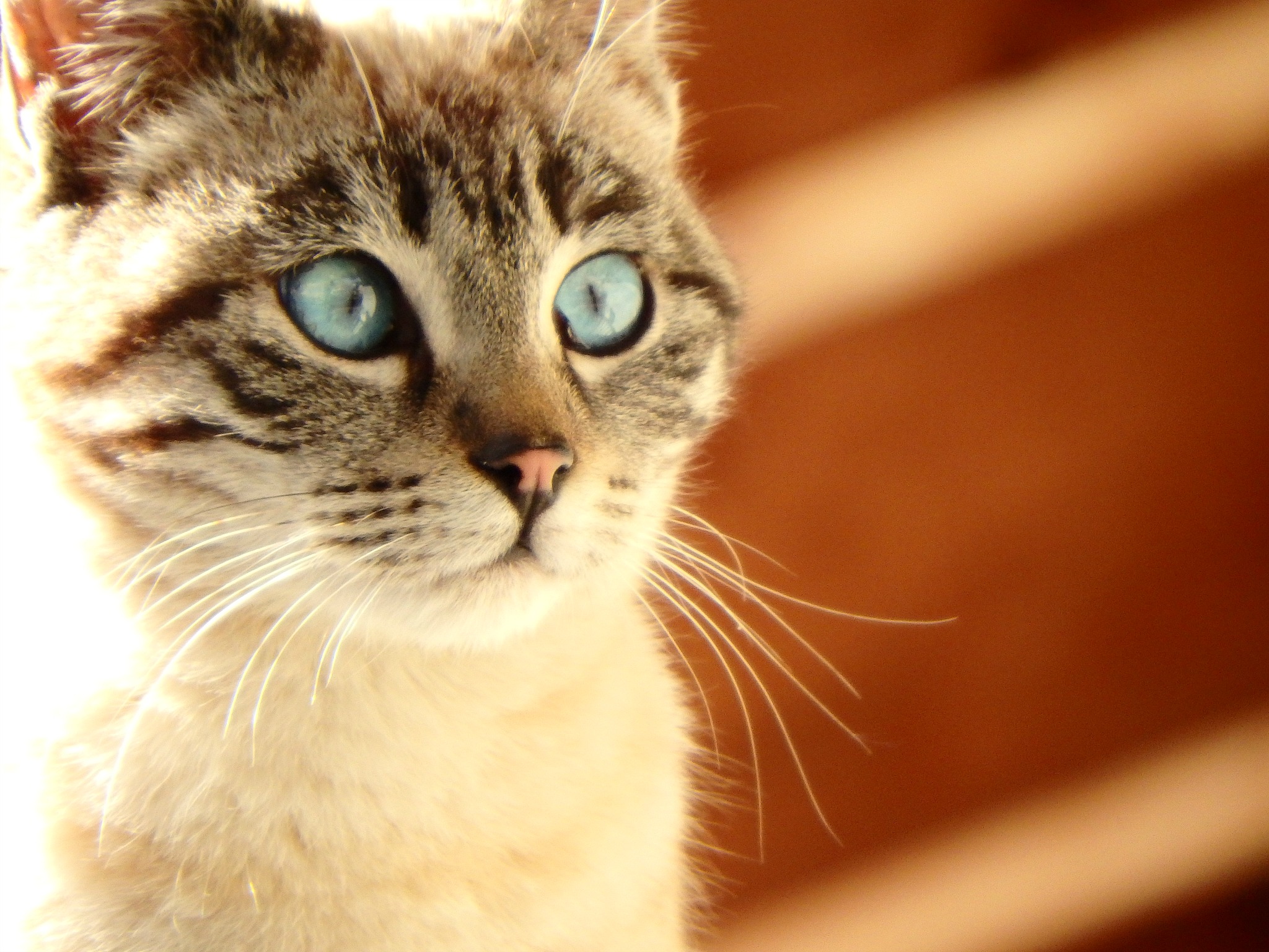 gatto incontro gradito..