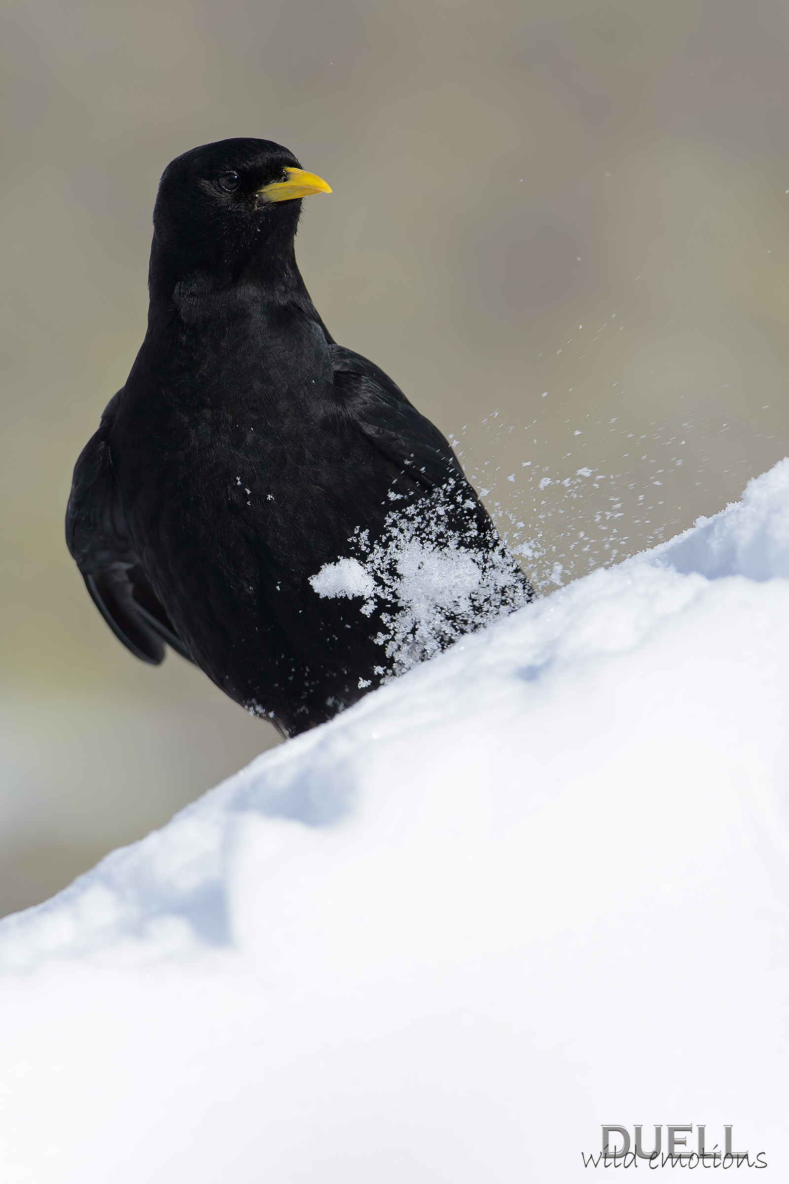 Chough mountaineer