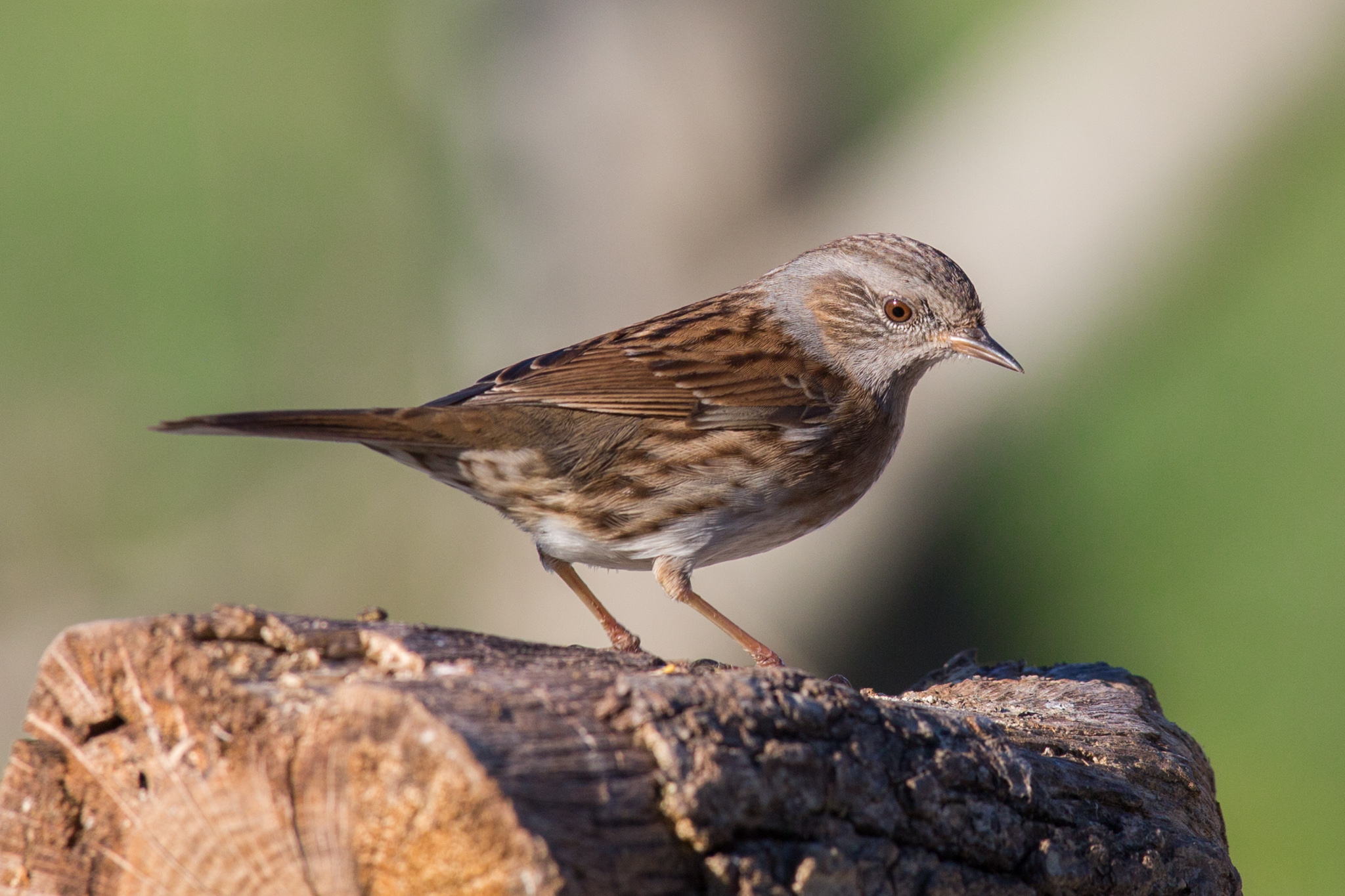 Dunnock