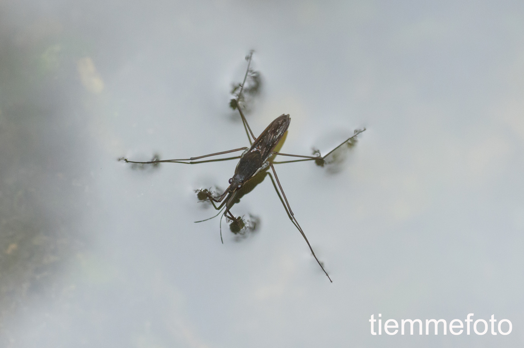 Water strider