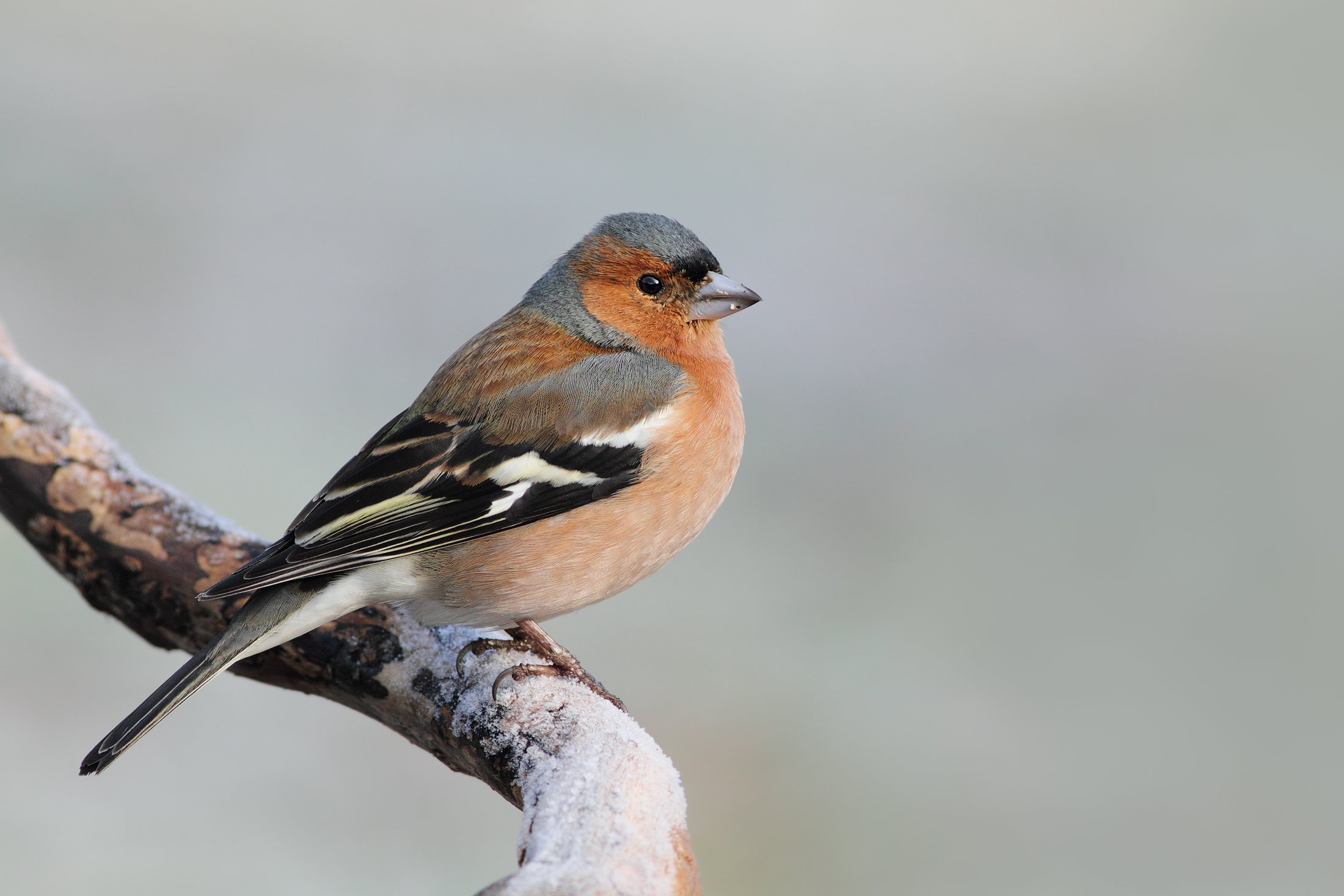 Chaffinch in frost