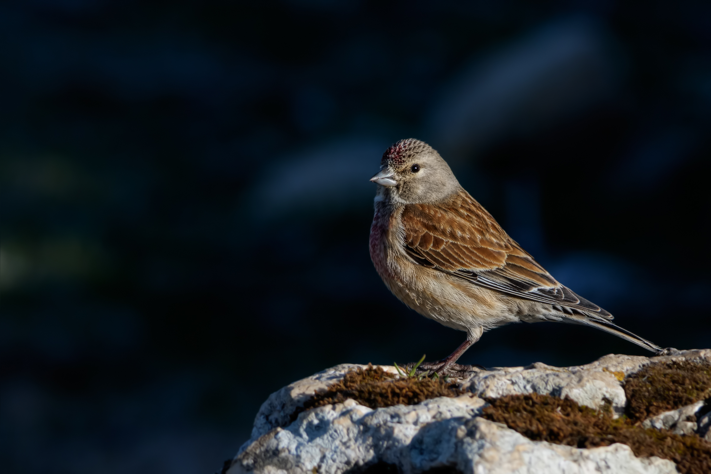 Linnet (Carduelis cannabina)