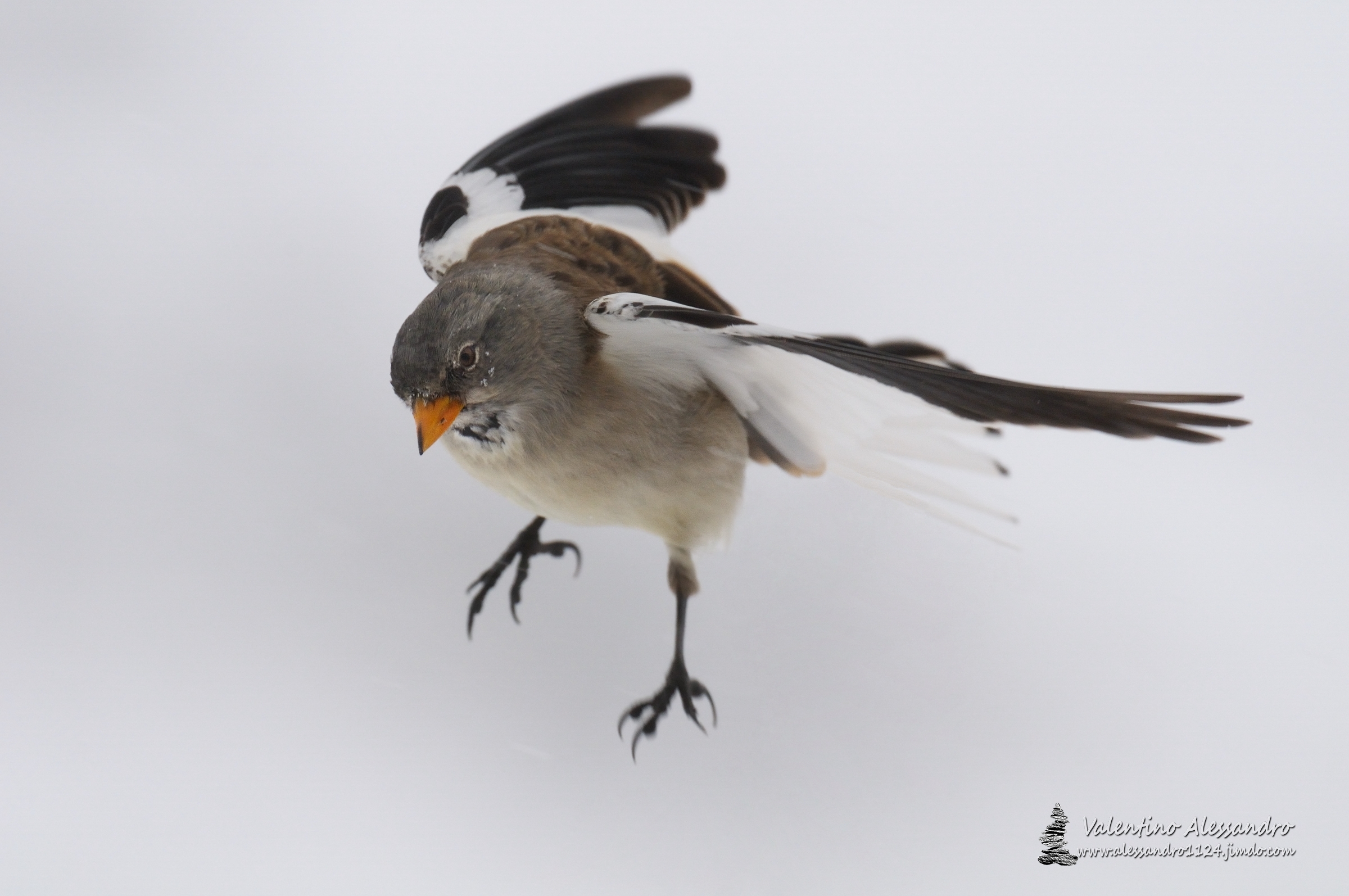 L'alpino nella bufera