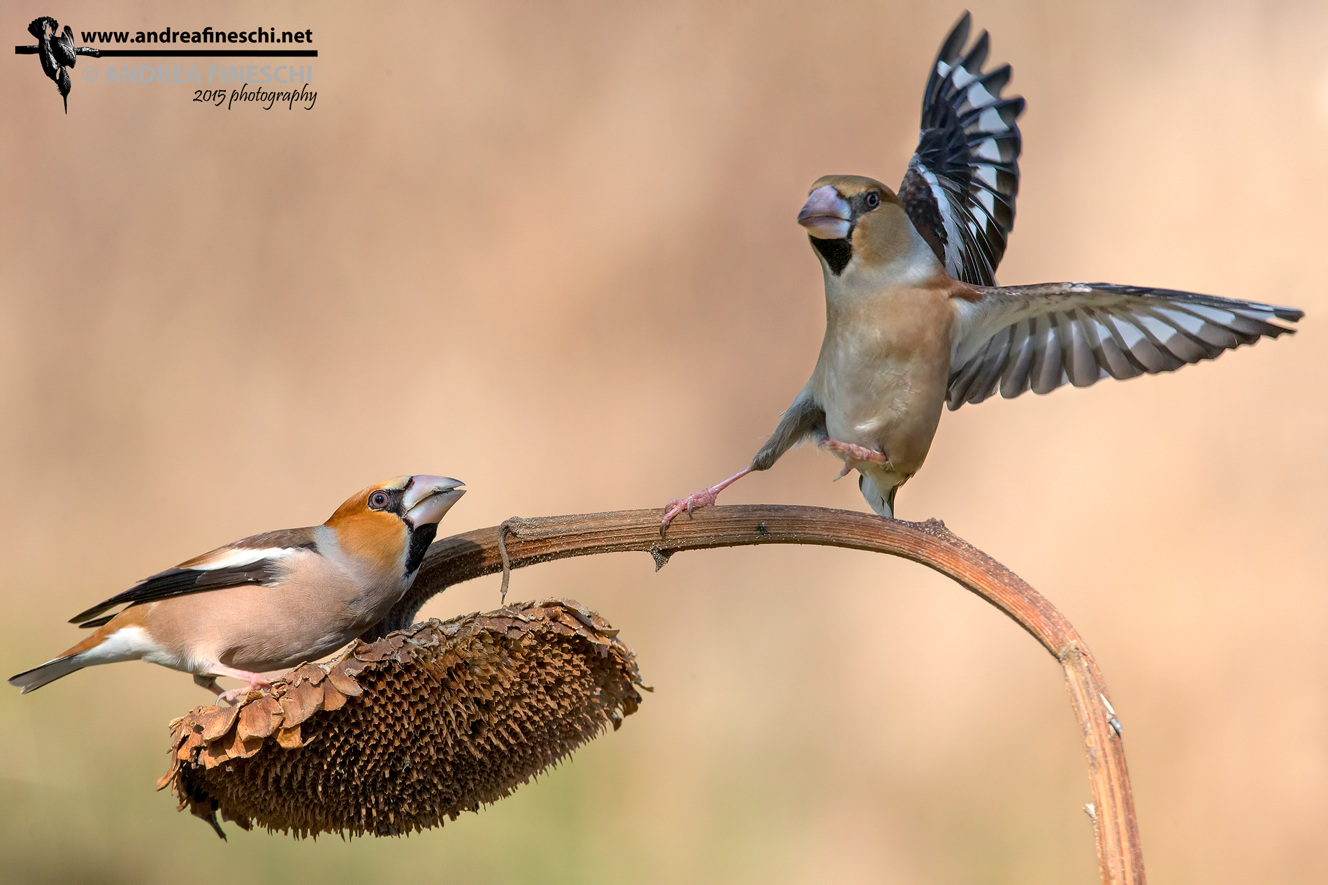 Hawfinches: comparison between male and female