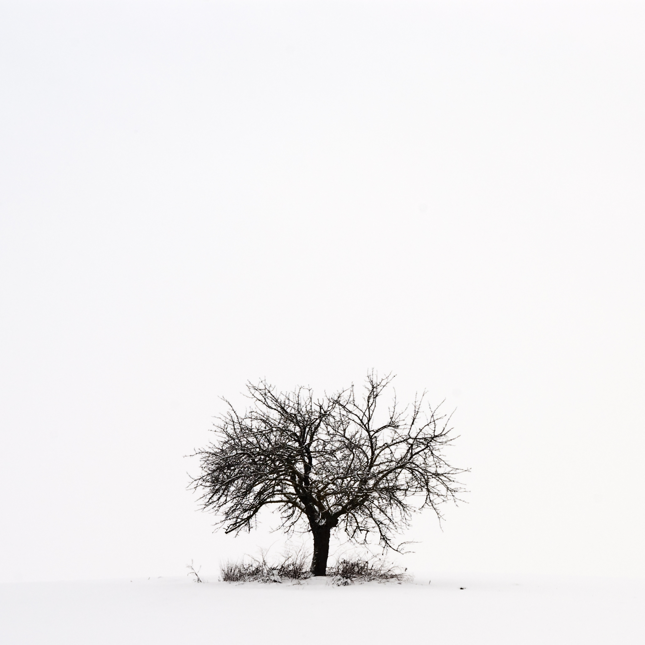 L'albero solitario