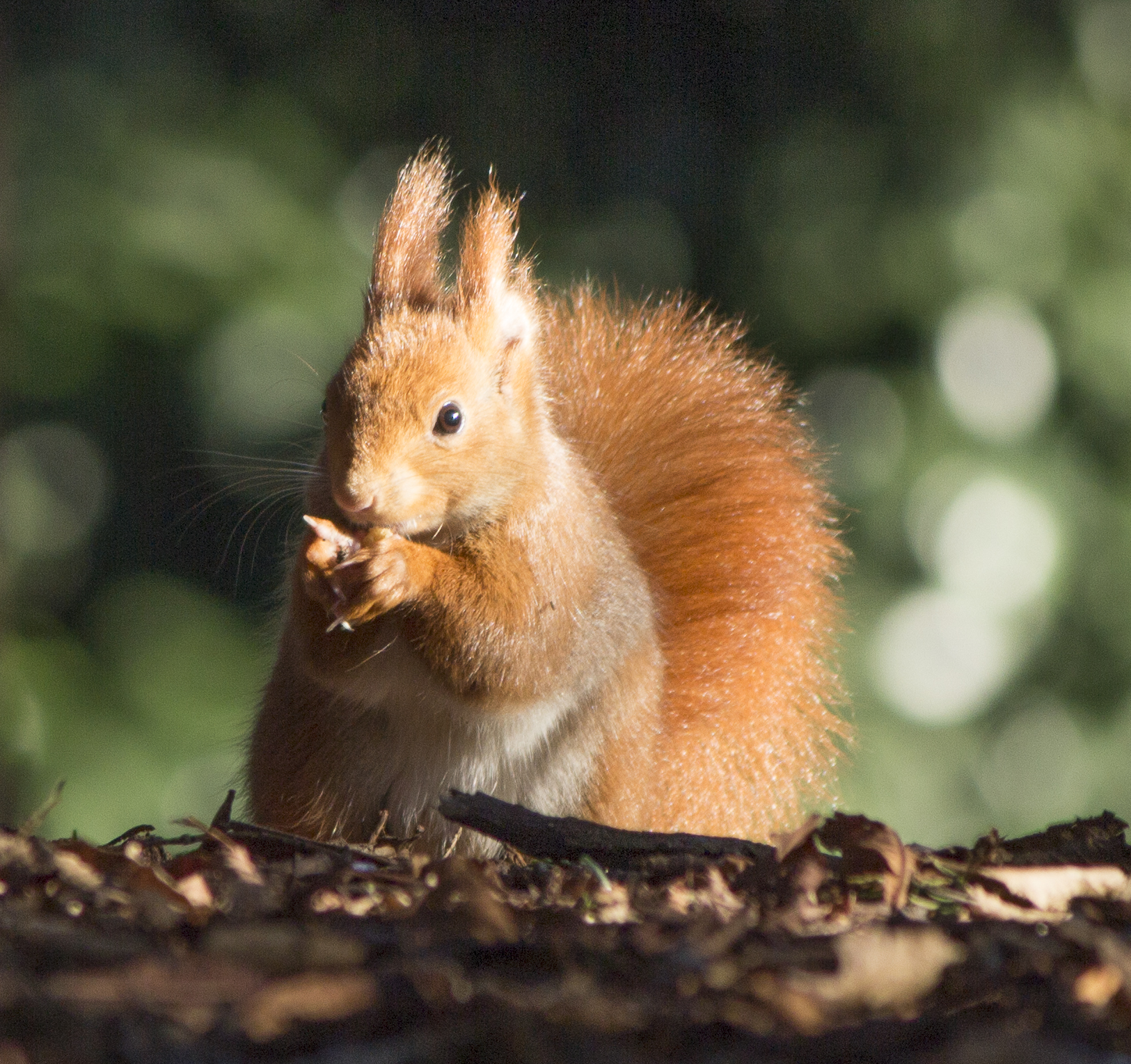 My Friend Scoiattolo2