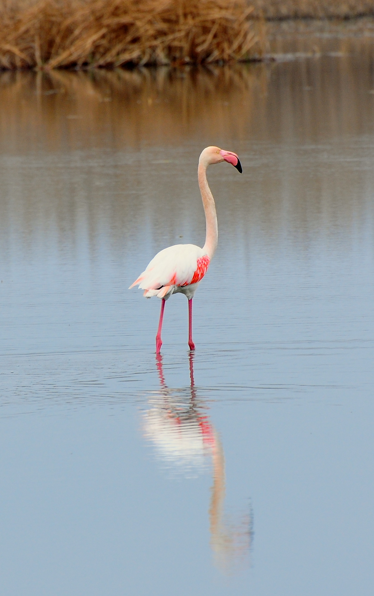 Fenicottero solitario