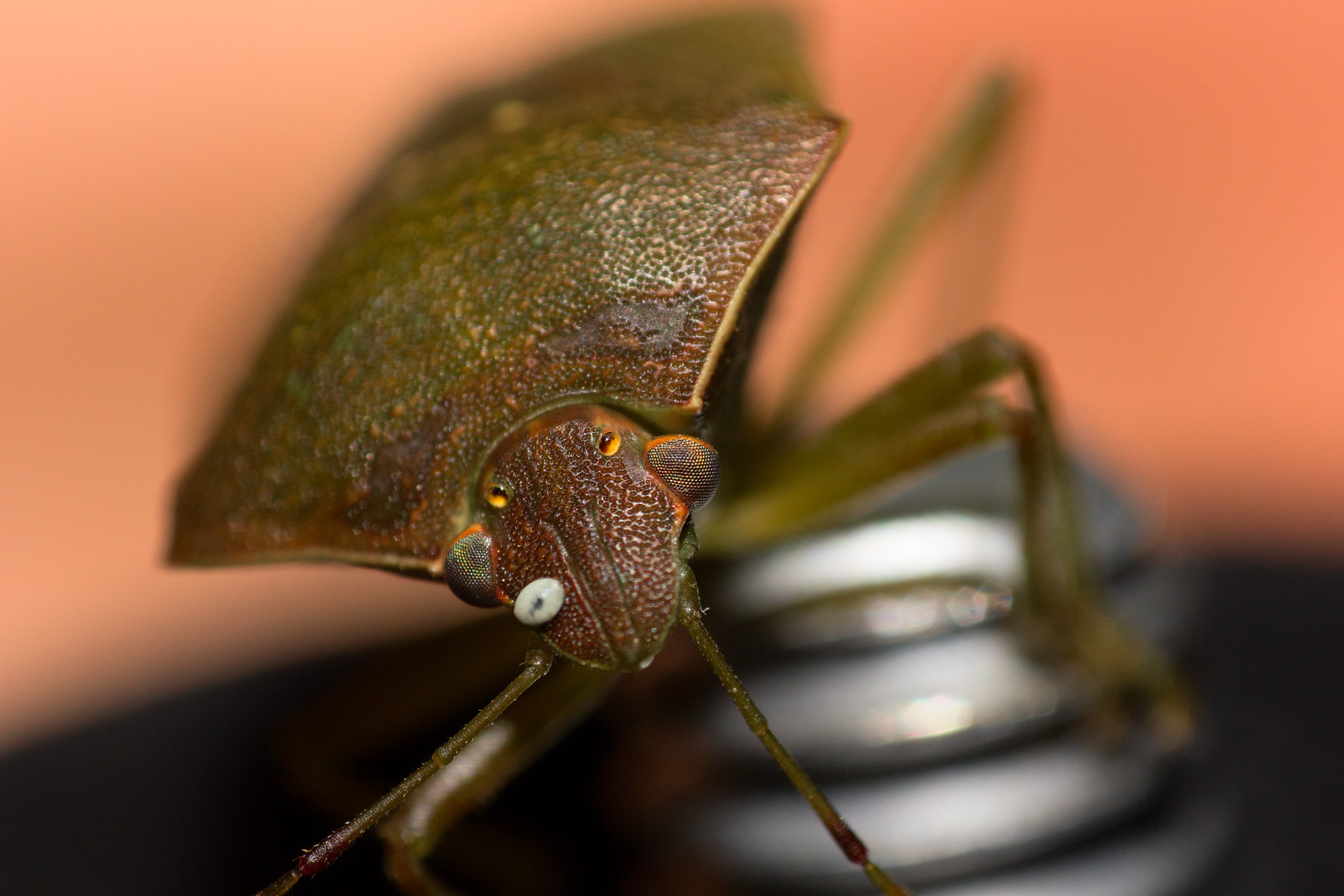 Non la solita cimice (Palomena prasina)