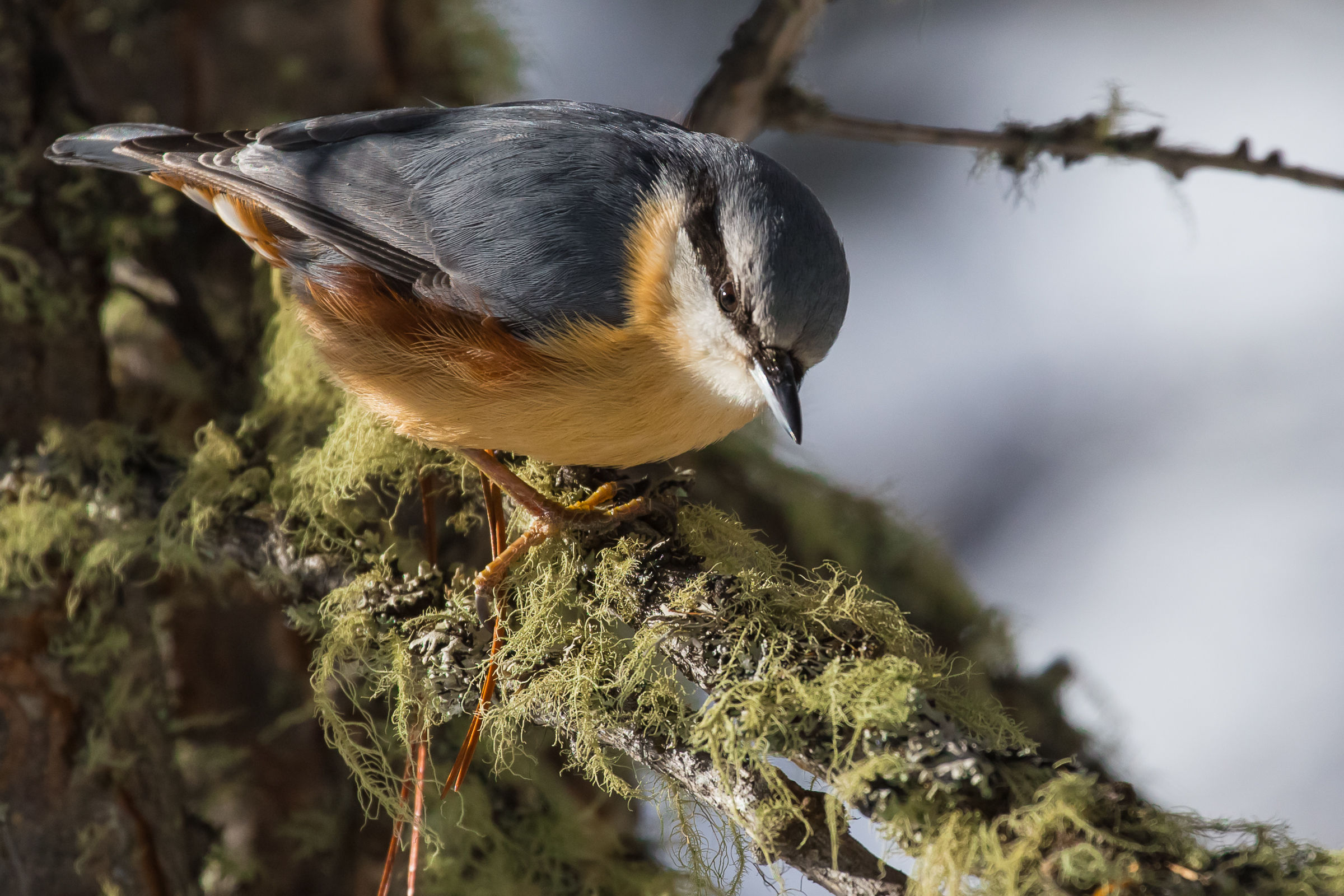 Nuthatch ... kissed by the sun