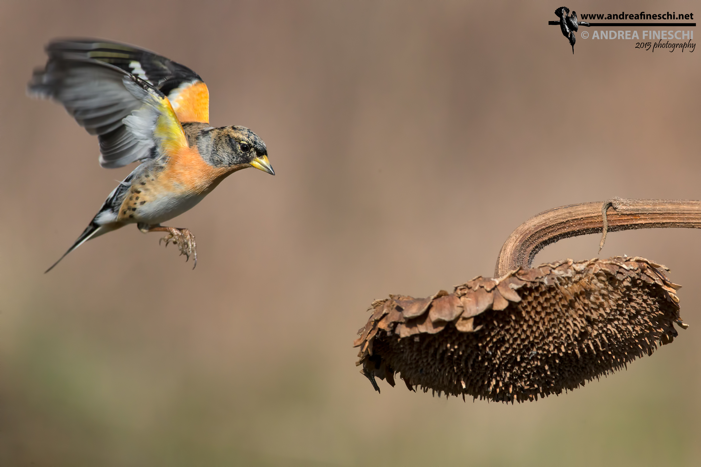 Peppola in atterraggio