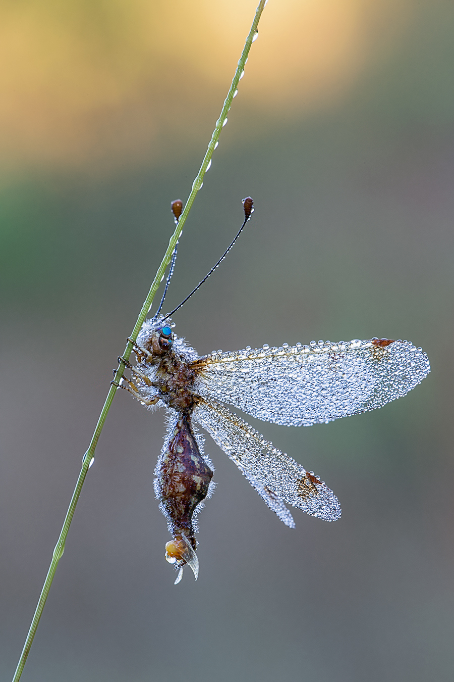 Deleproctophylla australis