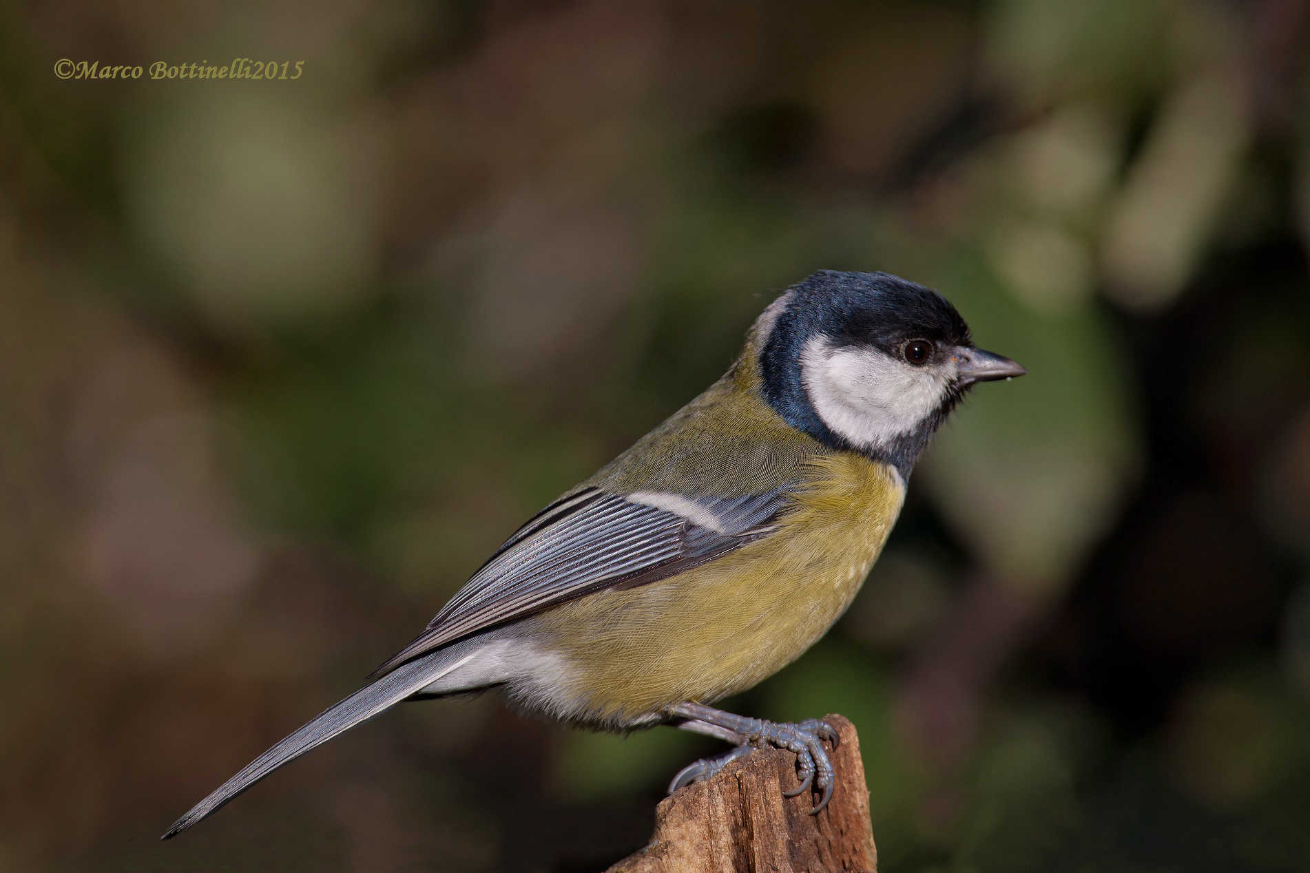 Portrait of Tit