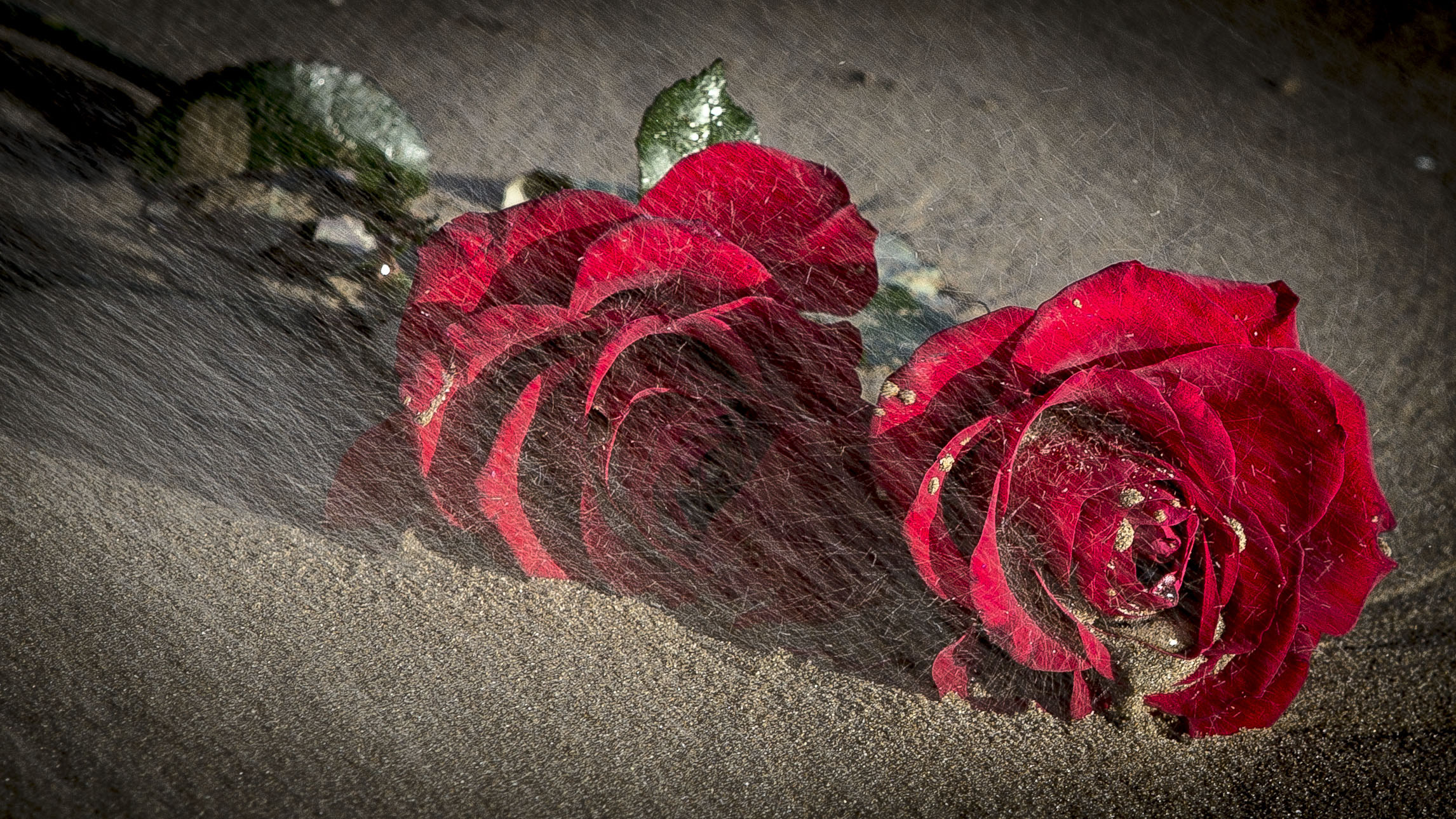 sea, sand and roses