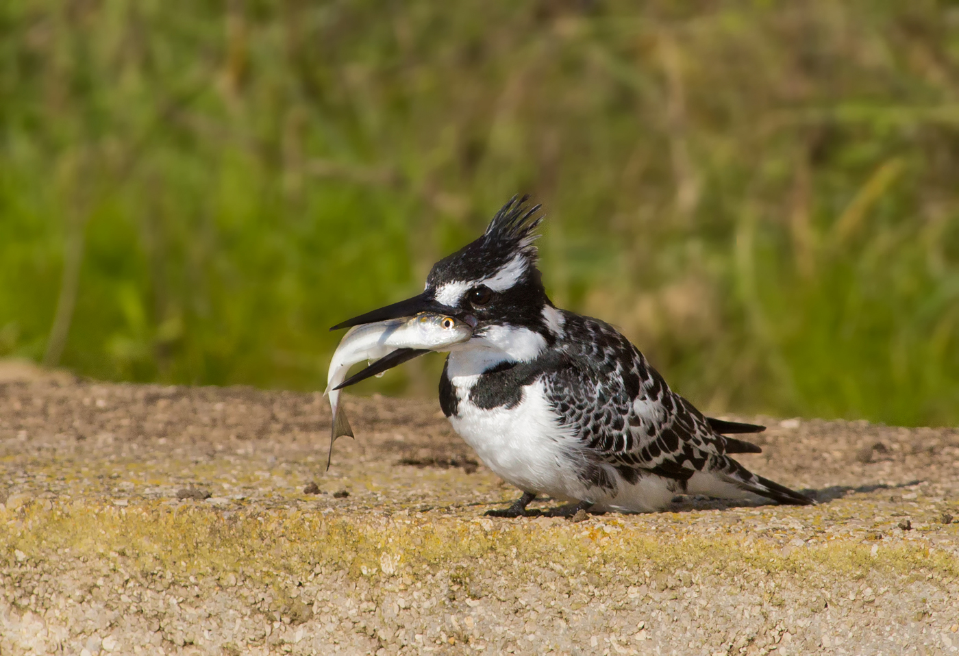 martino BN con piccolo cefalo