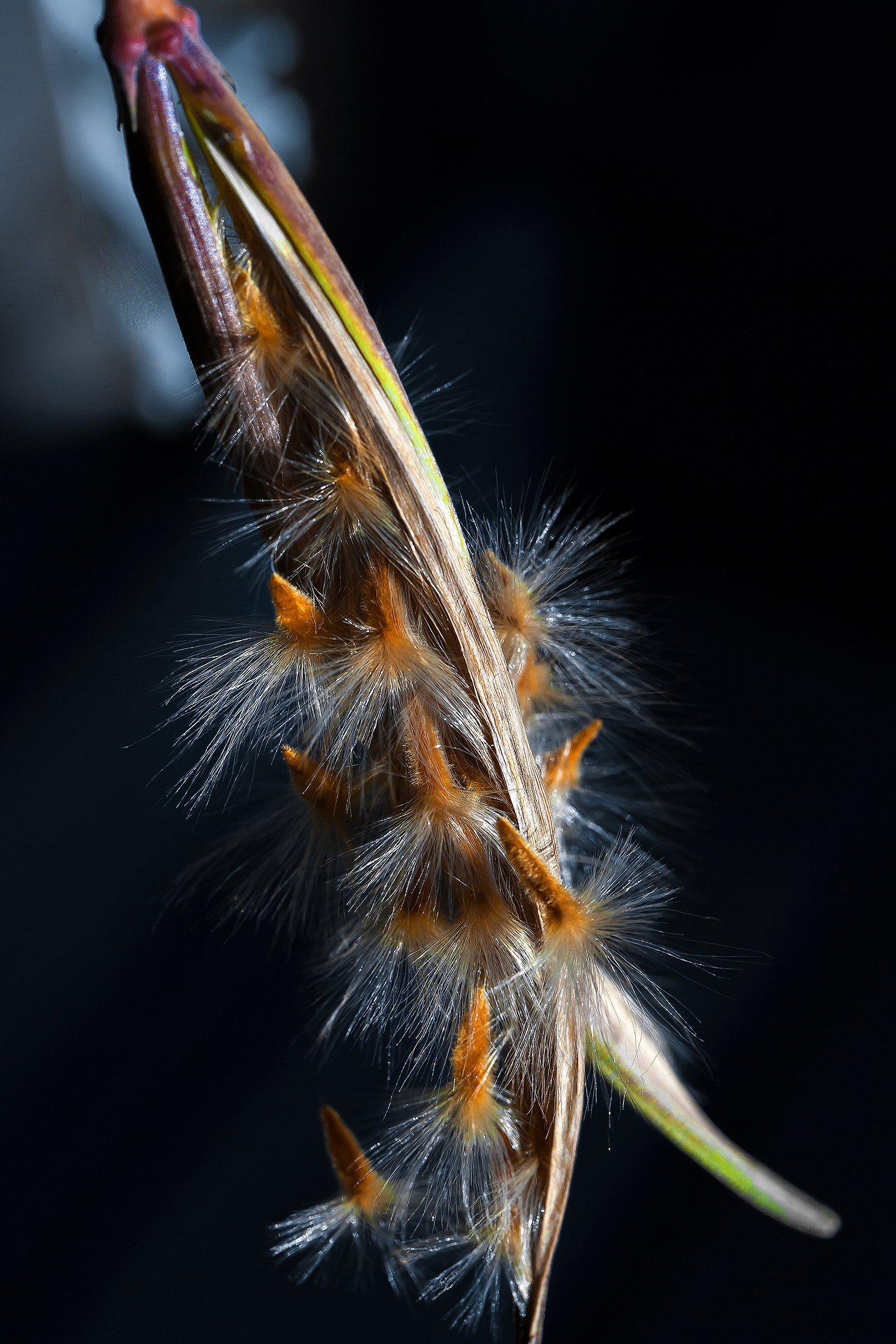 Inizio della riproduzione