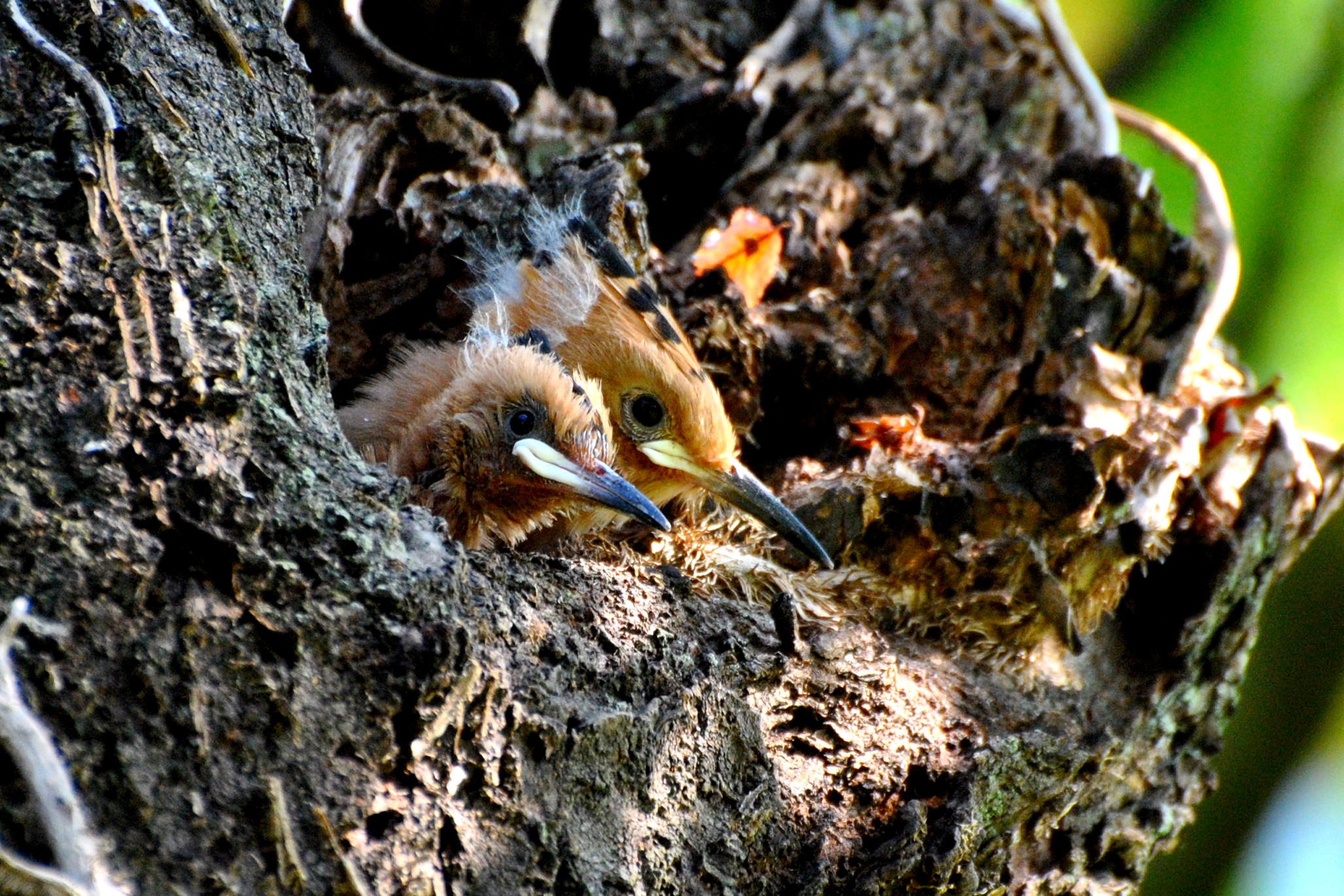 Young upupe to the nest