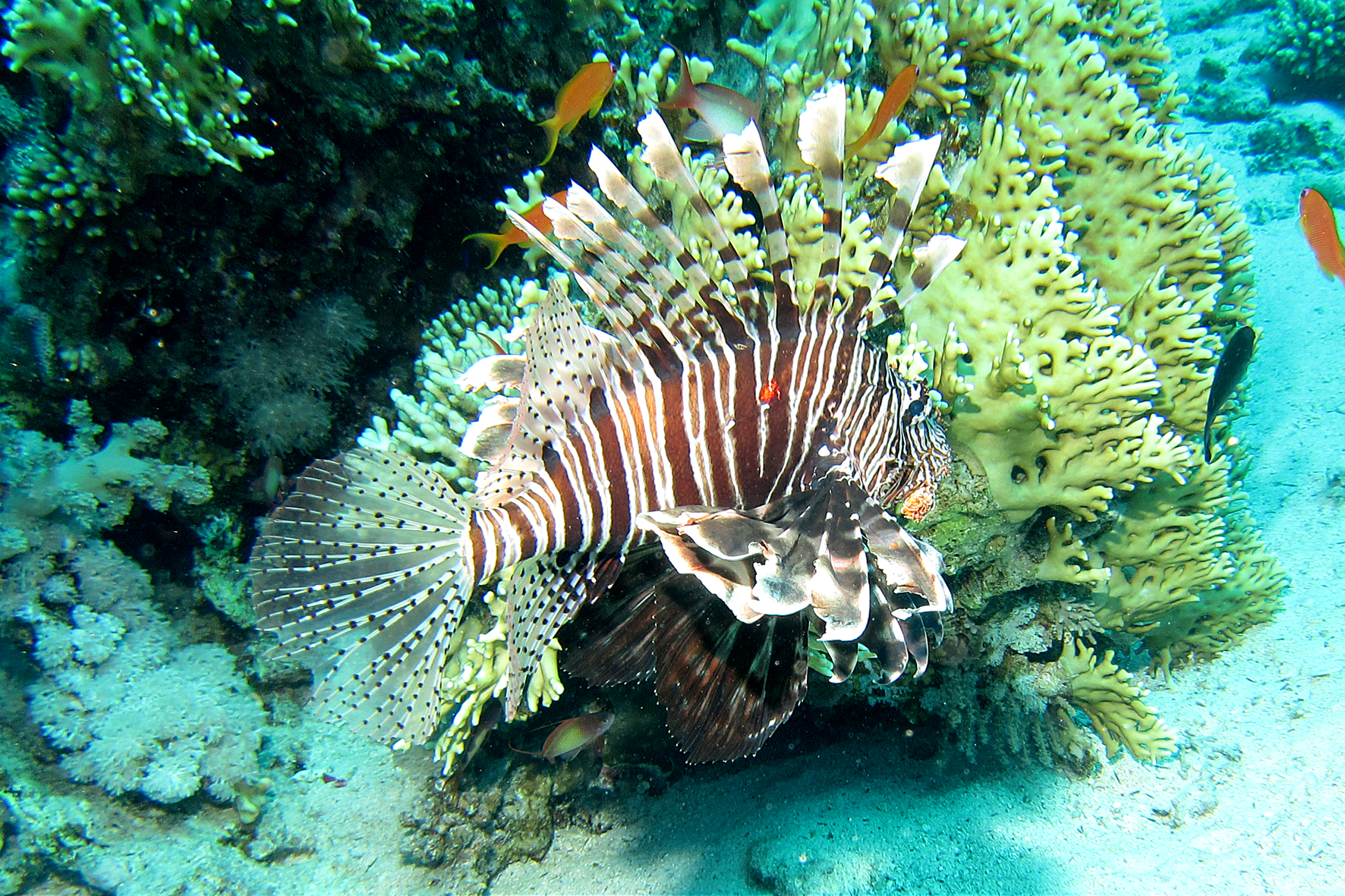 Sharm-Lion fish