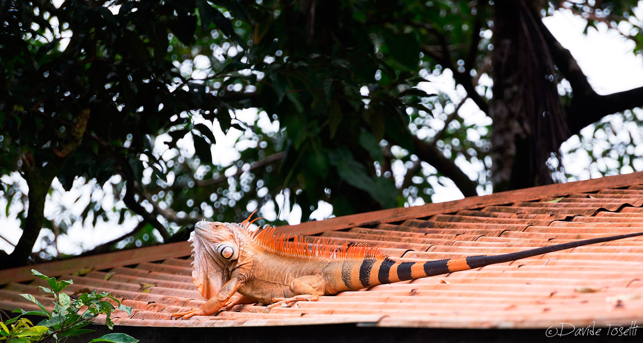 Iguana warms up on the roof
