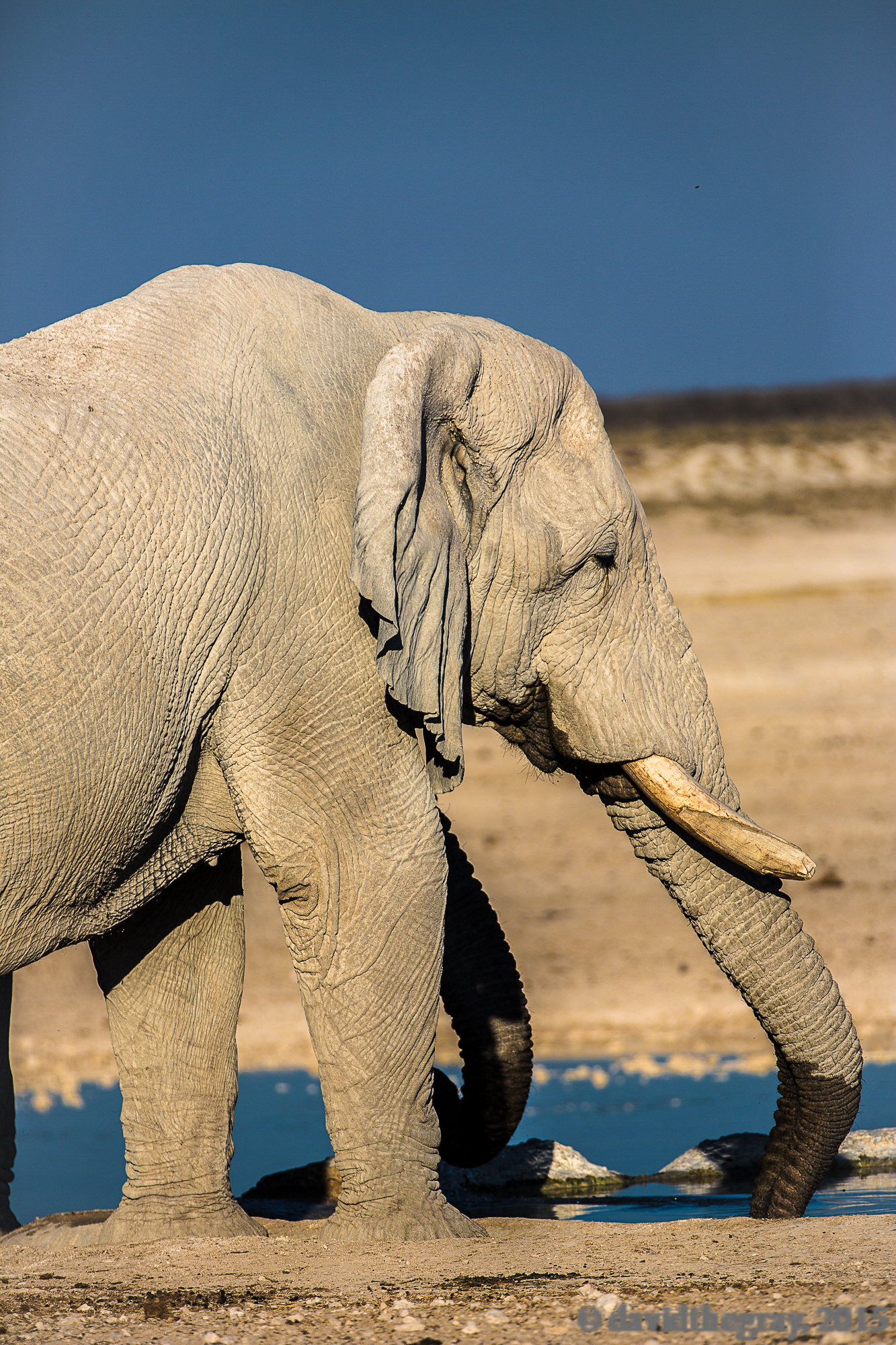 Elephant nell'Etosha