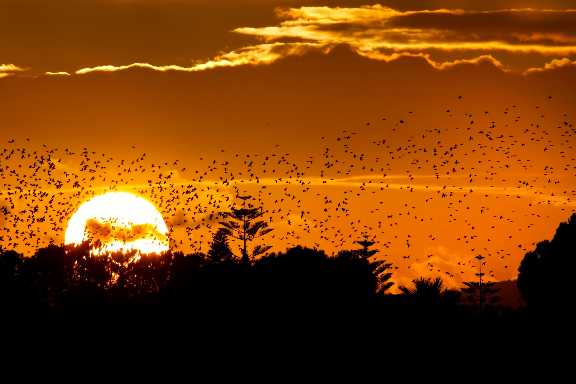 Starlings at sunset